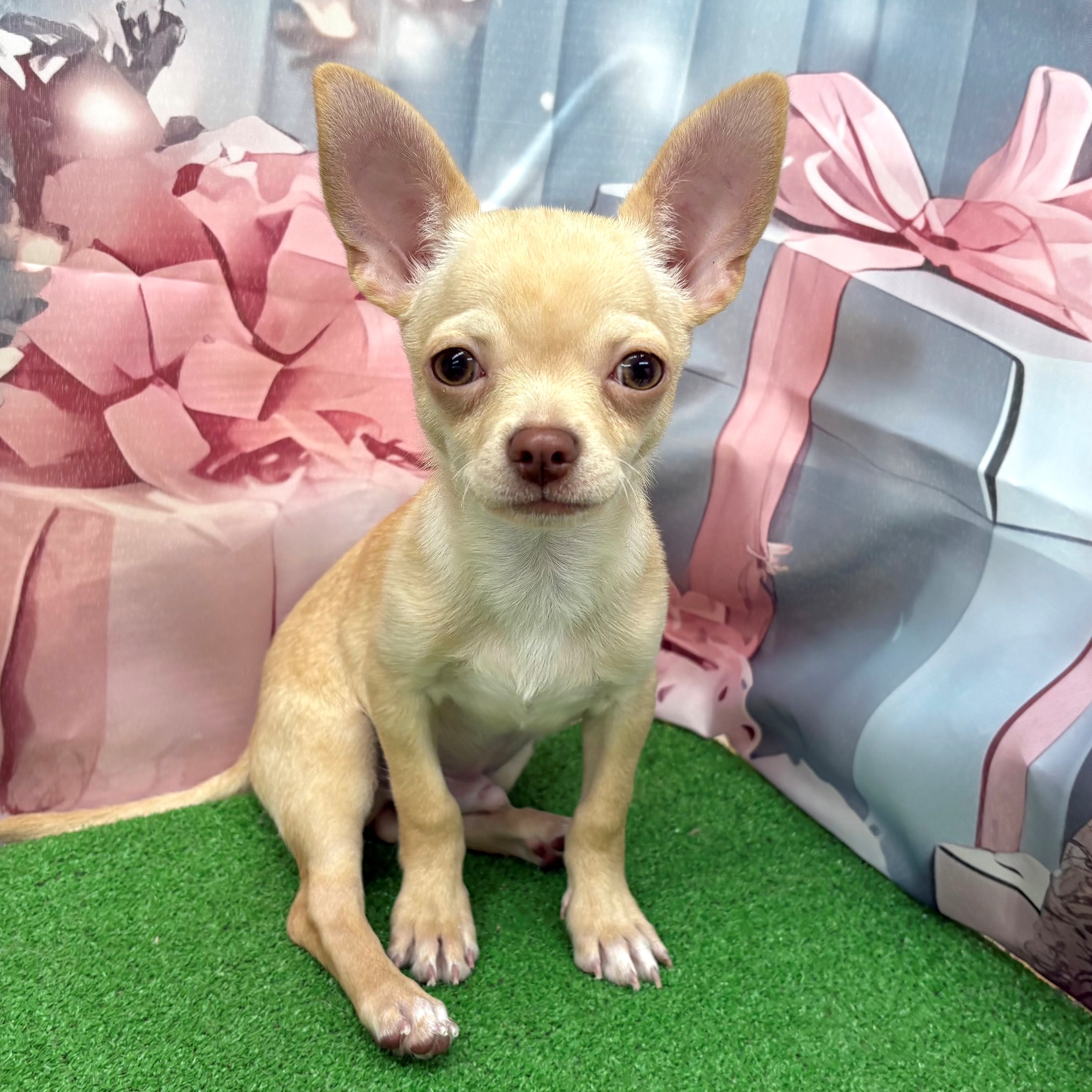 愛知県のチワワ(スムース) (犬の家＆猫の里名古屋天白店/2025年8月2日生まれ/男の子/クリーム)の子犬の1枚目の画像