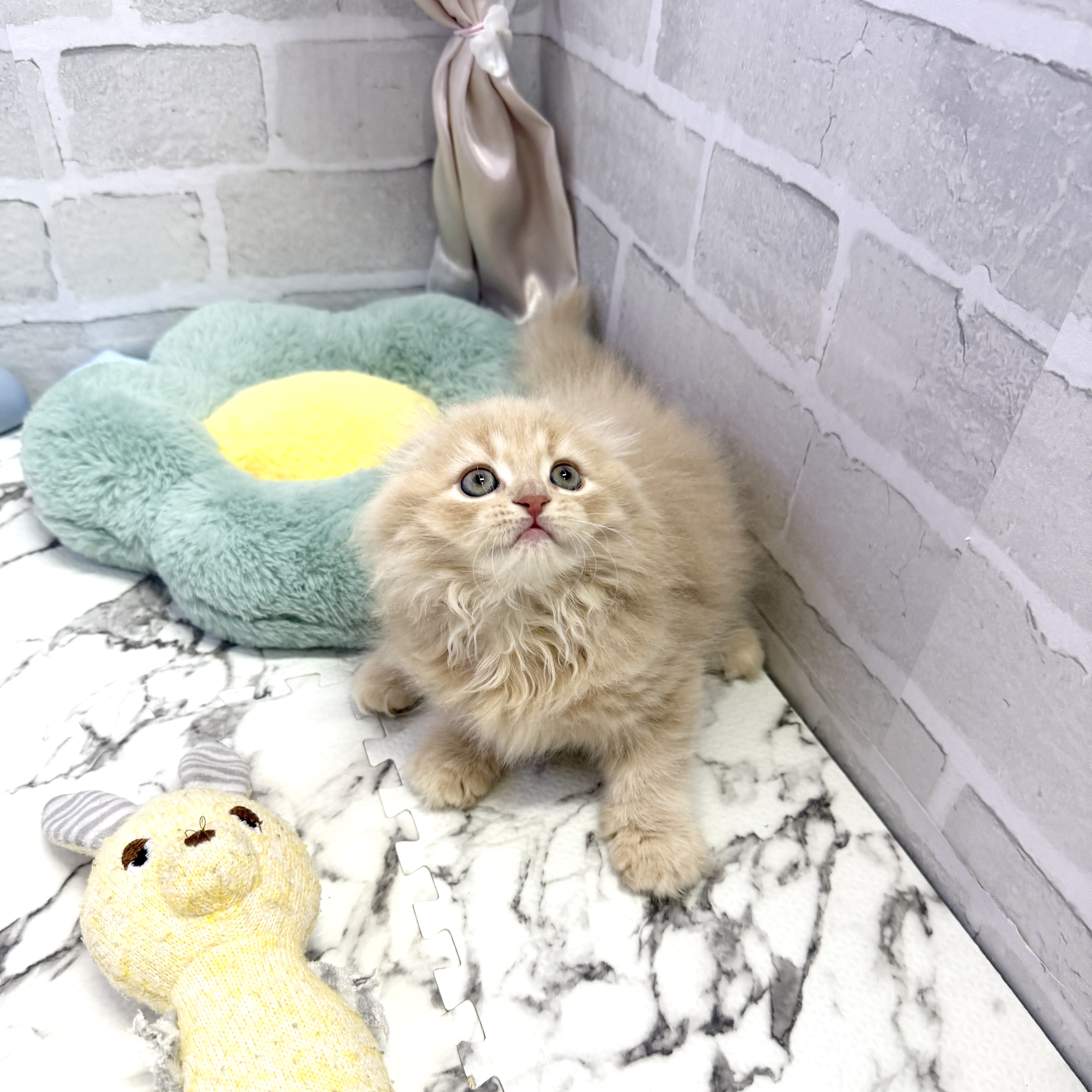 愛知県のスコティッシュフォールド (犬の家＆猫の里岡崎店/2025年8月1日生まれ/男の子/クリーム)の子猫の1枚目の画像