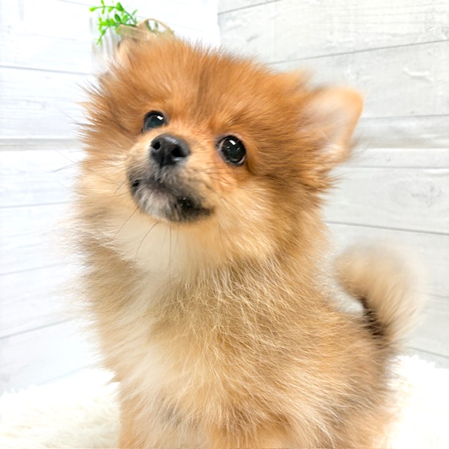 ポメラニアン女の子の写真