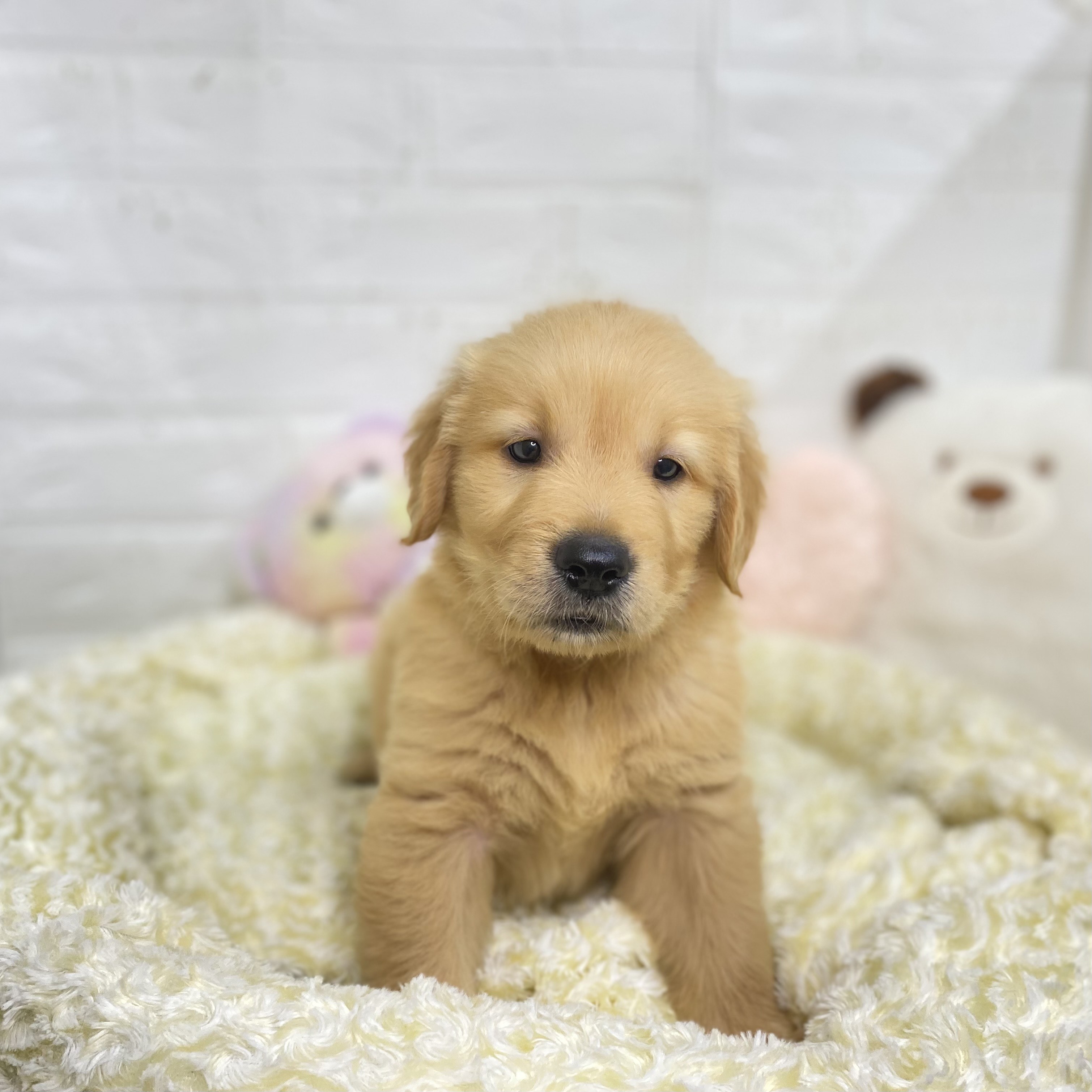 長野県のゴールデンレトリバー (犬の家＆猫の里長野店/2025年8月5日生まれ/男の子/ゴールデン)の子犬の1枚目の画像