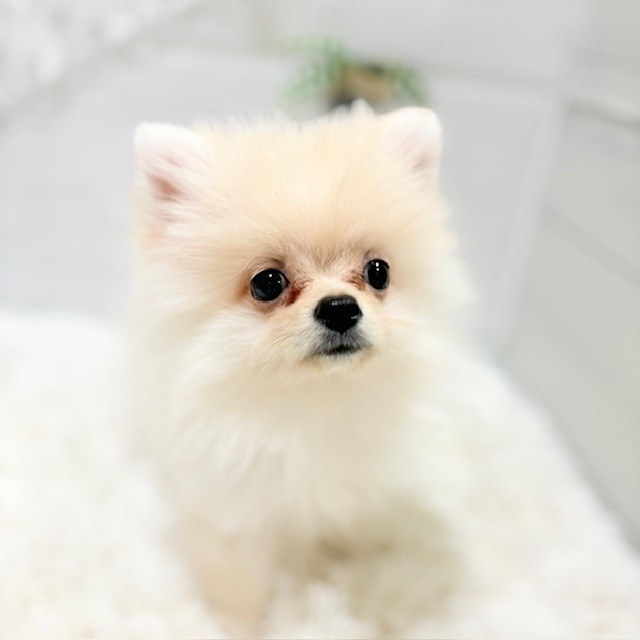 愛知県のポメラニアン (犬の家＆猫の里豊田店/2025年8月2日生まれ/男の子/クリーム)の子犬の1枚目の画像