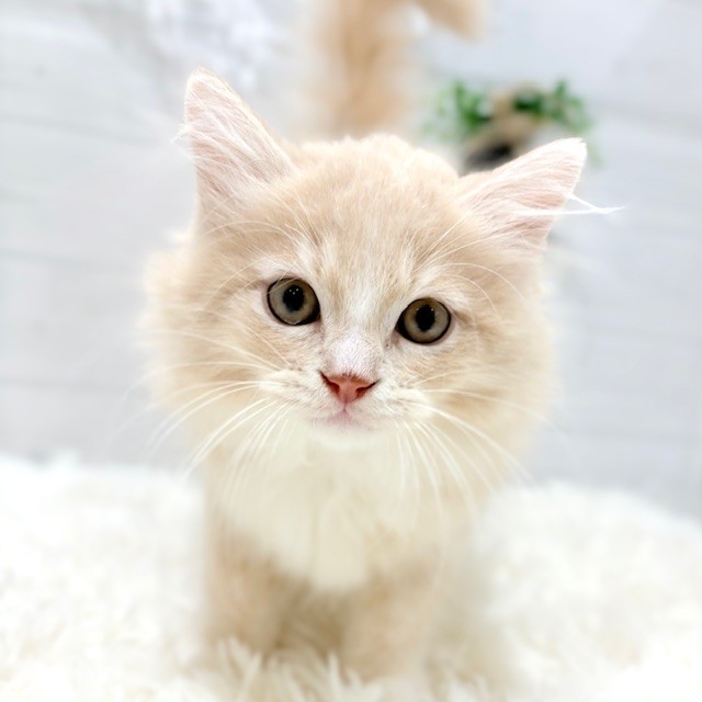 愛知県のマンチカン (犬の家＆猫の里豊田店/2025年8月7日生まれ/男の子/クリームタビーホワイト)の子猫の1枚目の画像