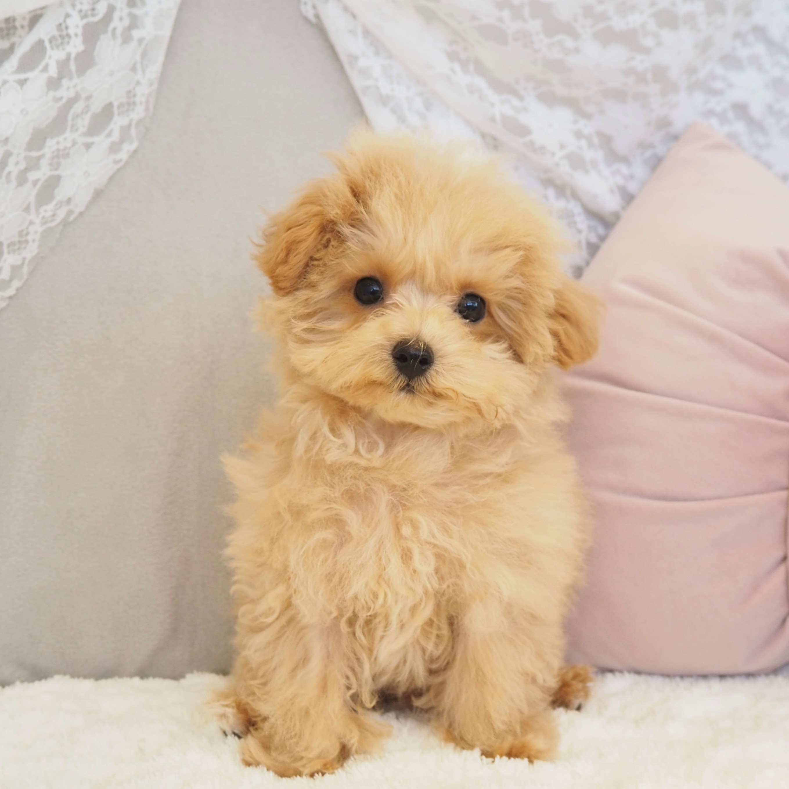 ハーフ犬男の子の写真