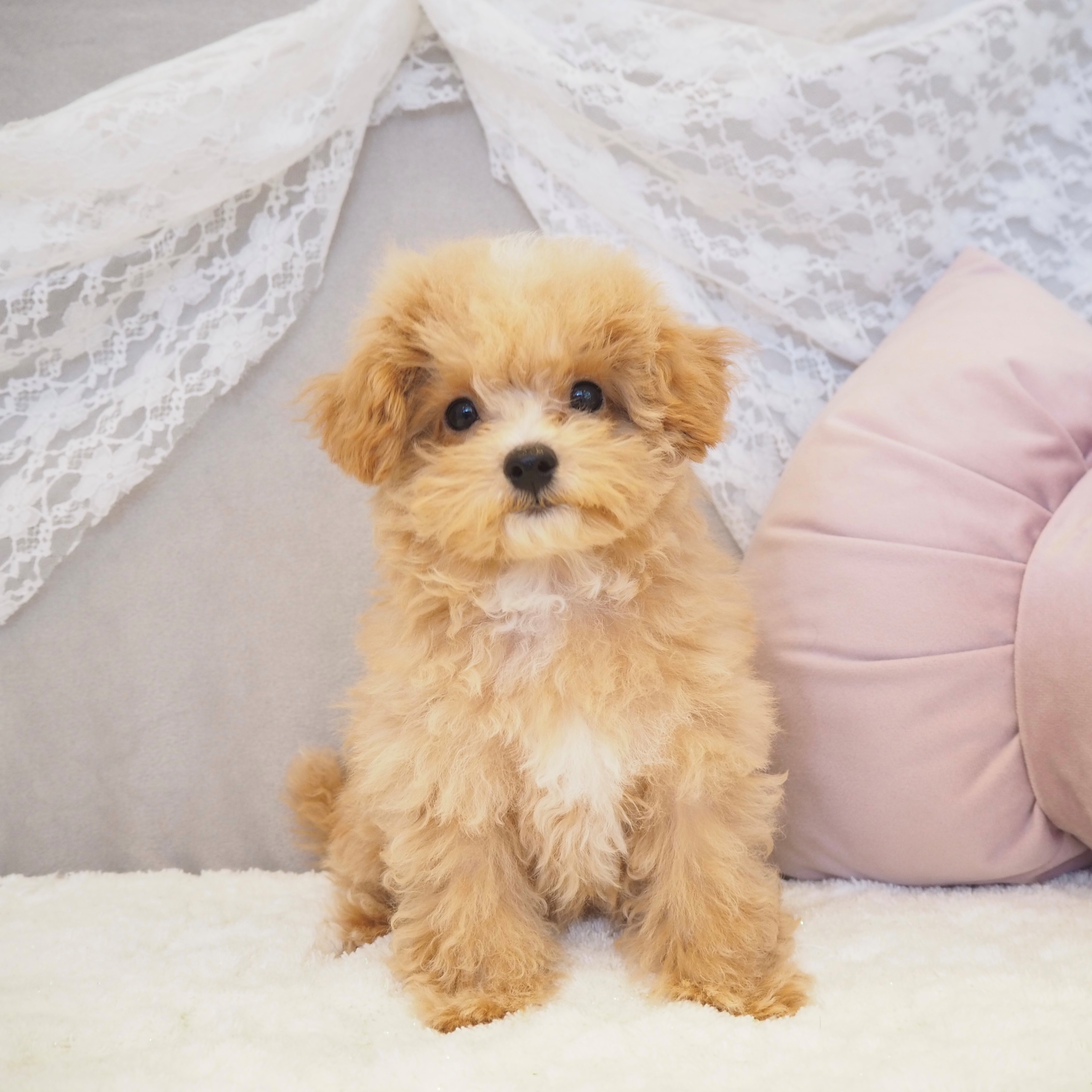 大阪府のマルプー(マルチーズ×プードル) (犬の家＆猫の里もりのみやキューズモールBASE店/2025年8月6日生まれ/男の子/クリーム)の子犬の1枚目の画像