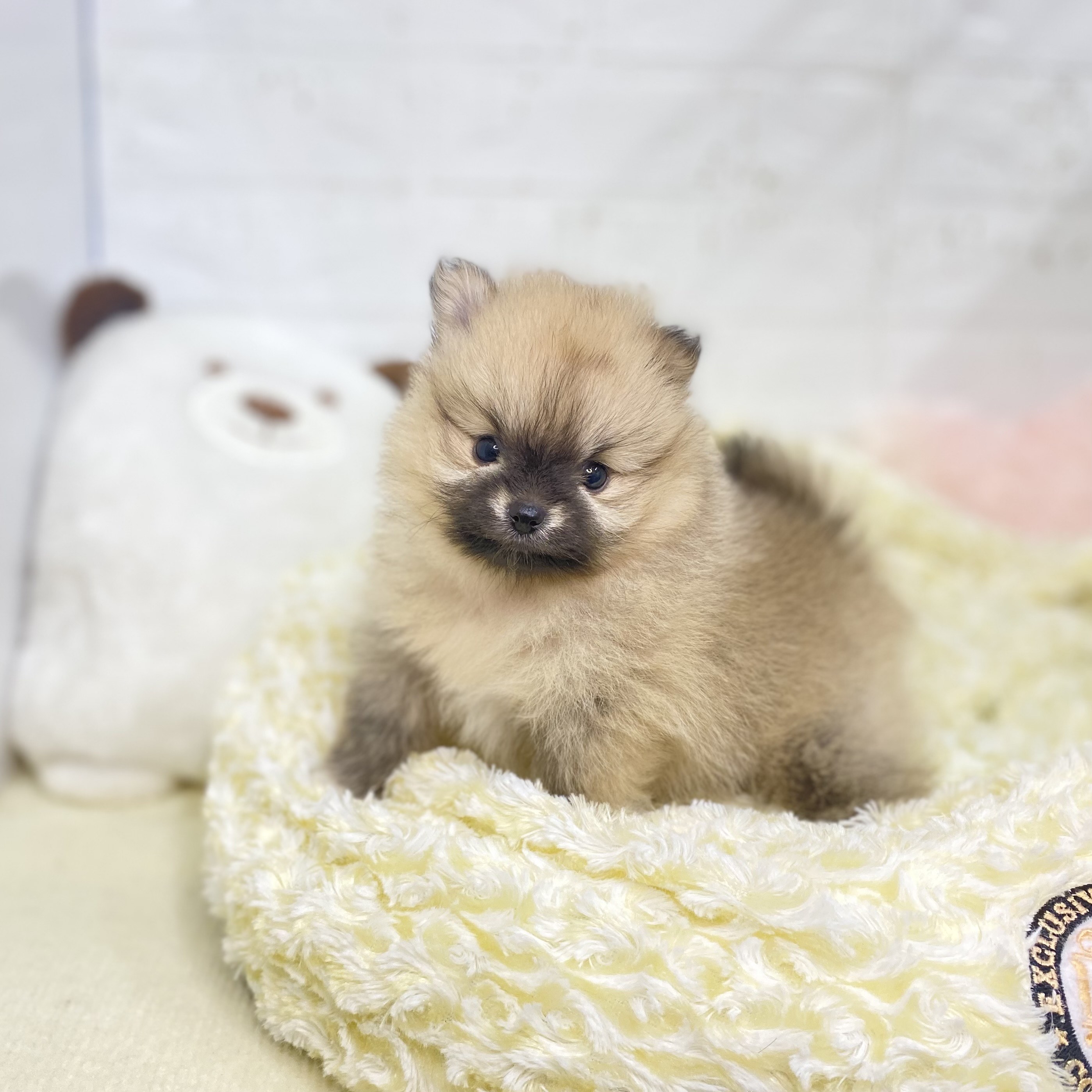 長野県のポメラニアン (犬の家＆猫の里長野店/2025年8月12日生まれ/女の子/オレンジセーブル)の子犬の1枚目の画像