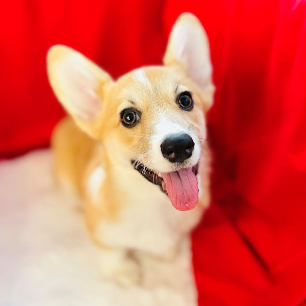 愛知県のウェルシュコーギーペンブローク (犬の家＆猫の里愛知刈谷店/2025年8月12日生まれ/女の子/レッドホワイト)の子犬の1枚目の画像