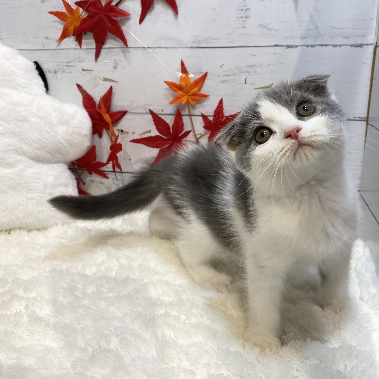 長野県のスコティッシュフォールド (犬の家＆猫の里カインズ梓川店/2025年8月14日生まれ/男の子/ブルーホワイト)の子猫の1枚目の画像