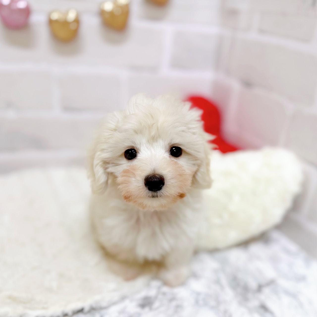 京都府のマルックス(マルチーズ×ダックス) (犬の家＆猫の里京都精華店/2025年8月15日生まれ/男の子/ホワイト)の子犬の1枚目の画像