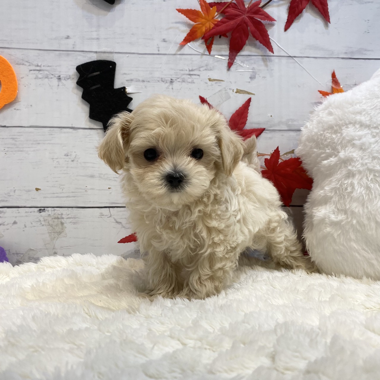 長野県のマルプー(マルチーズ×プードル) (犬の家&猫の里カインズ梓川店/2025年8月18日生まれ/女の子/クリーム)の子犬の1枚目の画像