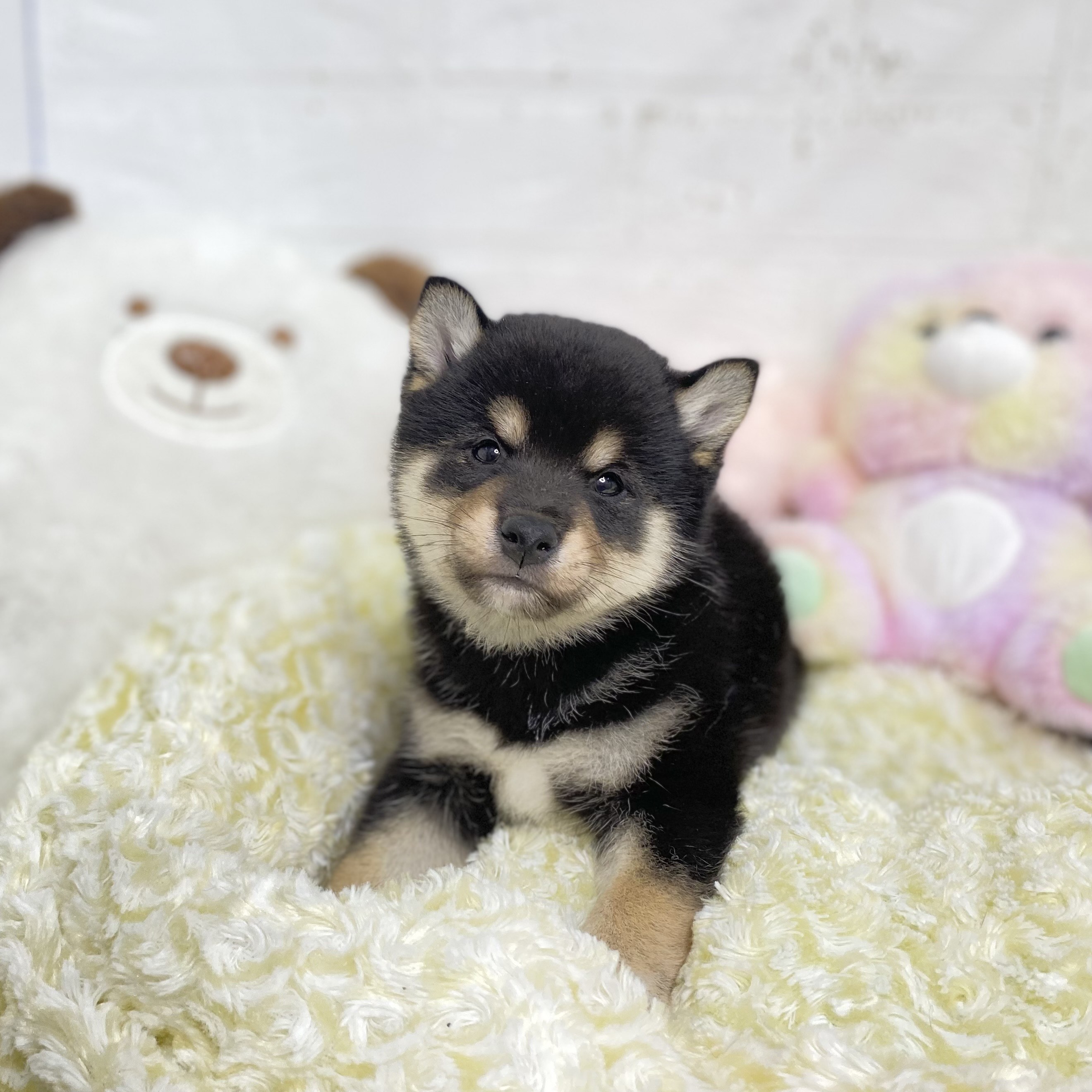 2025年8月19日生まれの柴犬(標準サイズ)の10枚目の写真