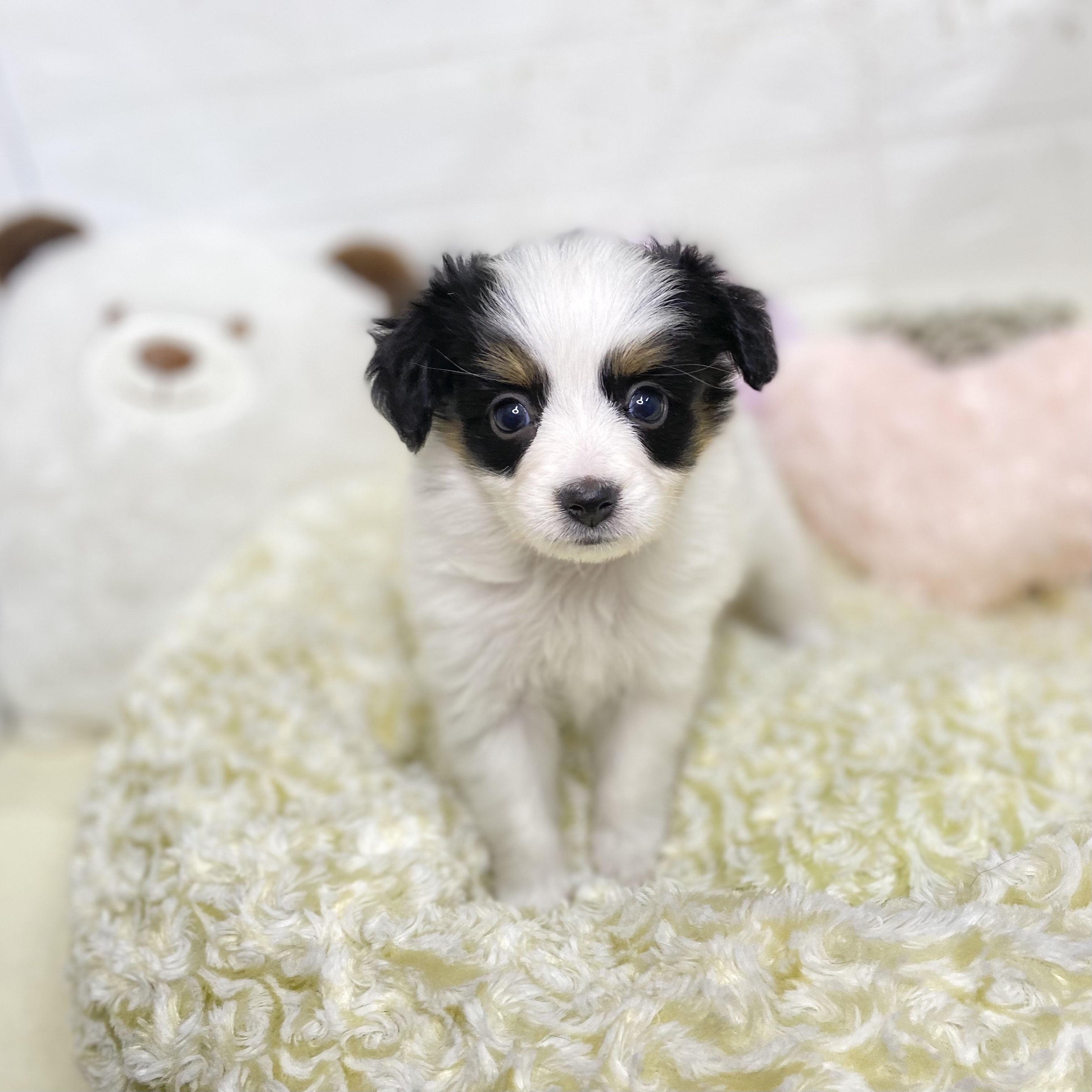 長野県のパピヨン (犬の家＆猫の里塩尻店/2025年8月17日生まれ/女の子/トライカラー)の子犬の1枚目の画像