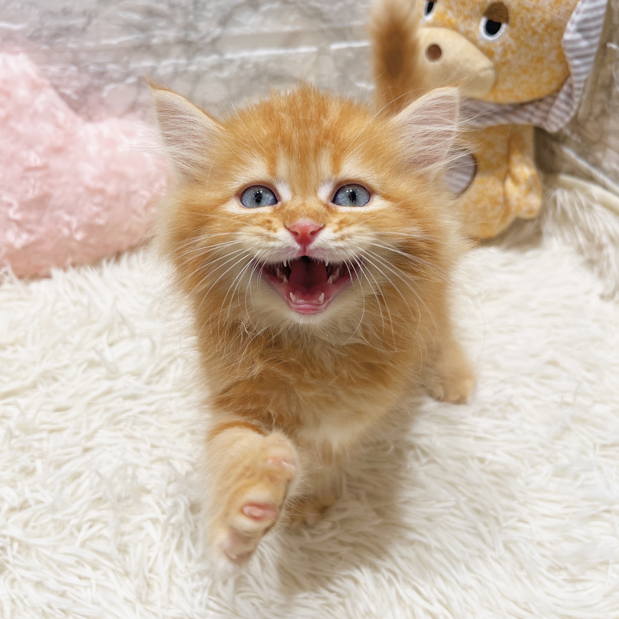 2025年8月17日生まれのサイベリアンの10枚目の写真