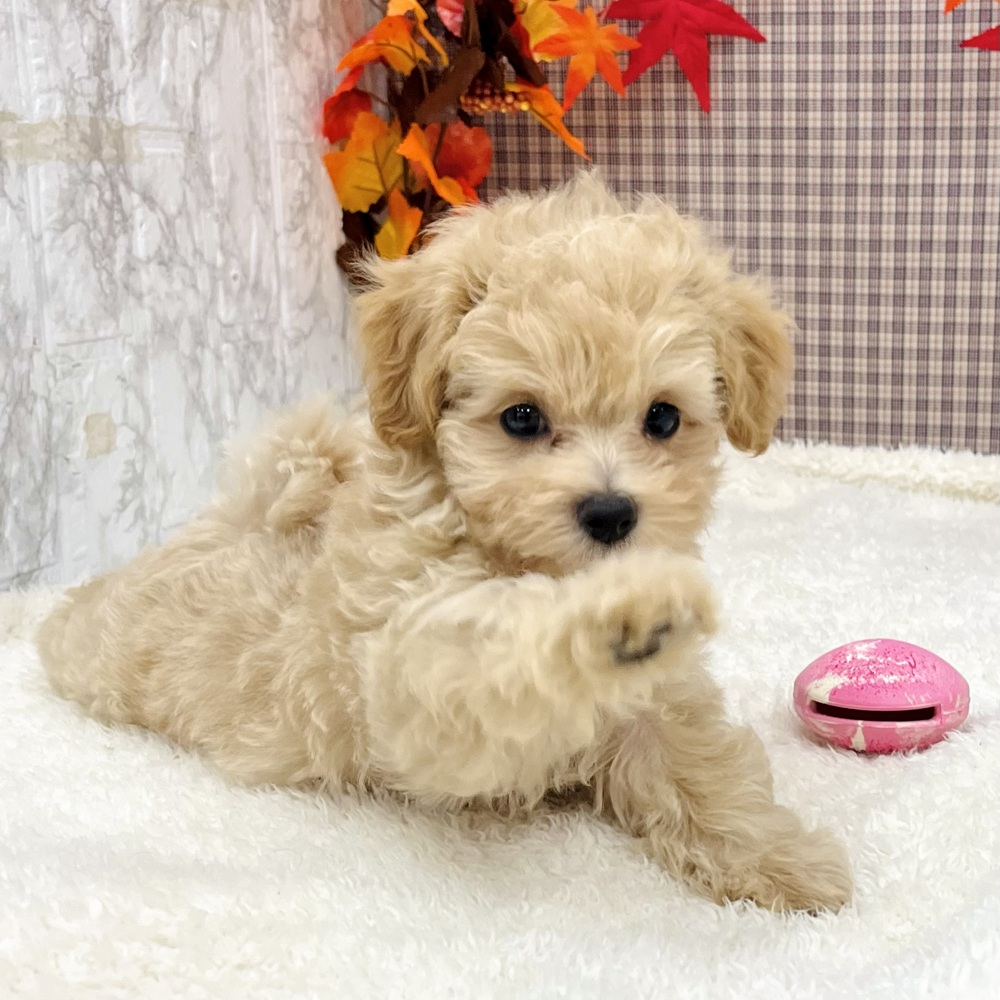 2025年8月24日生まれのマルプー(マルチーズ×プードル)の10枚目の写真