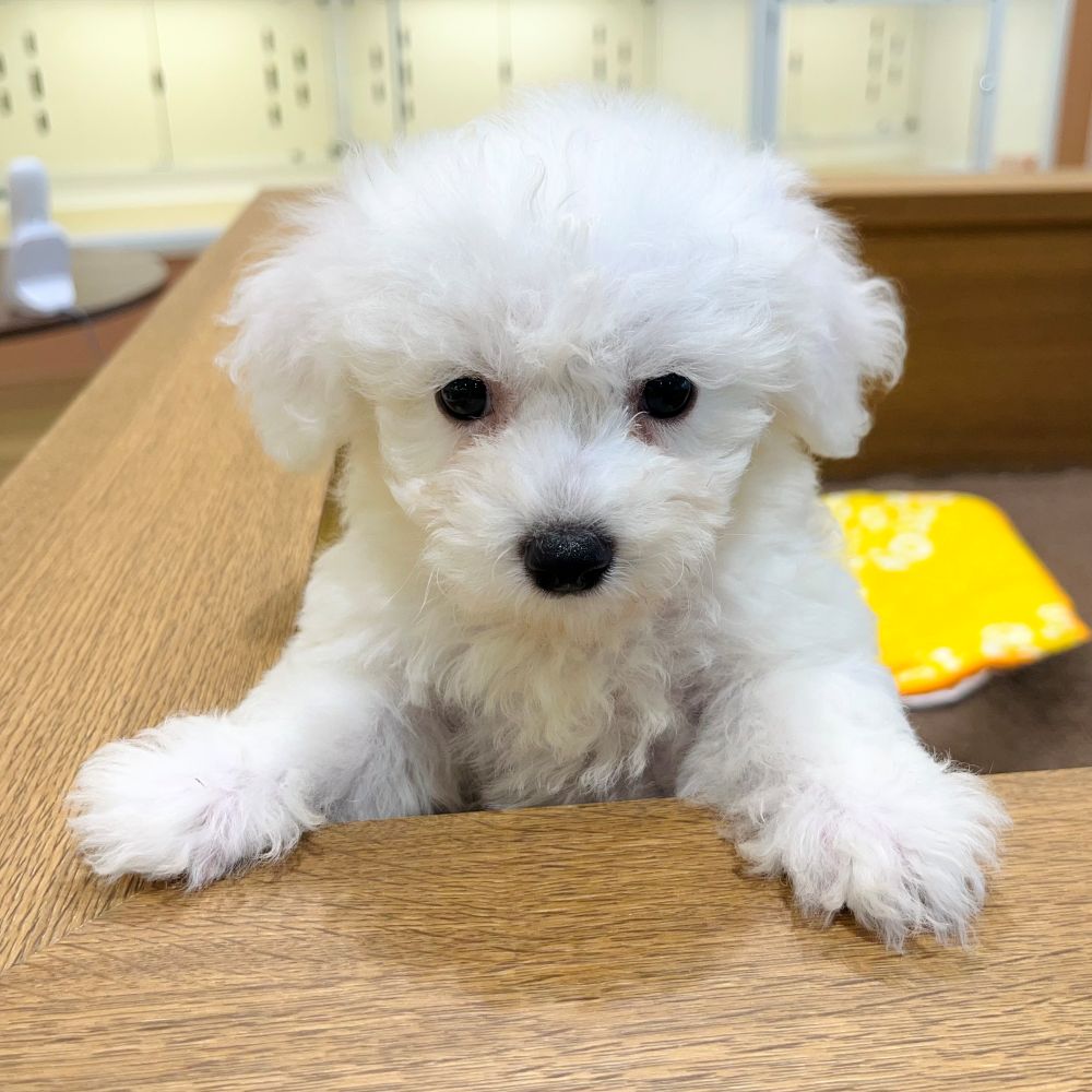 2025年8月24日生まれのビションプー(ビションフリーゼ×プードル)の10枚目の写真