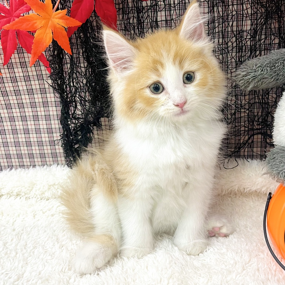 2025年8月20日生まれのノルウェージャンフォレストキャットの10枚目の写真