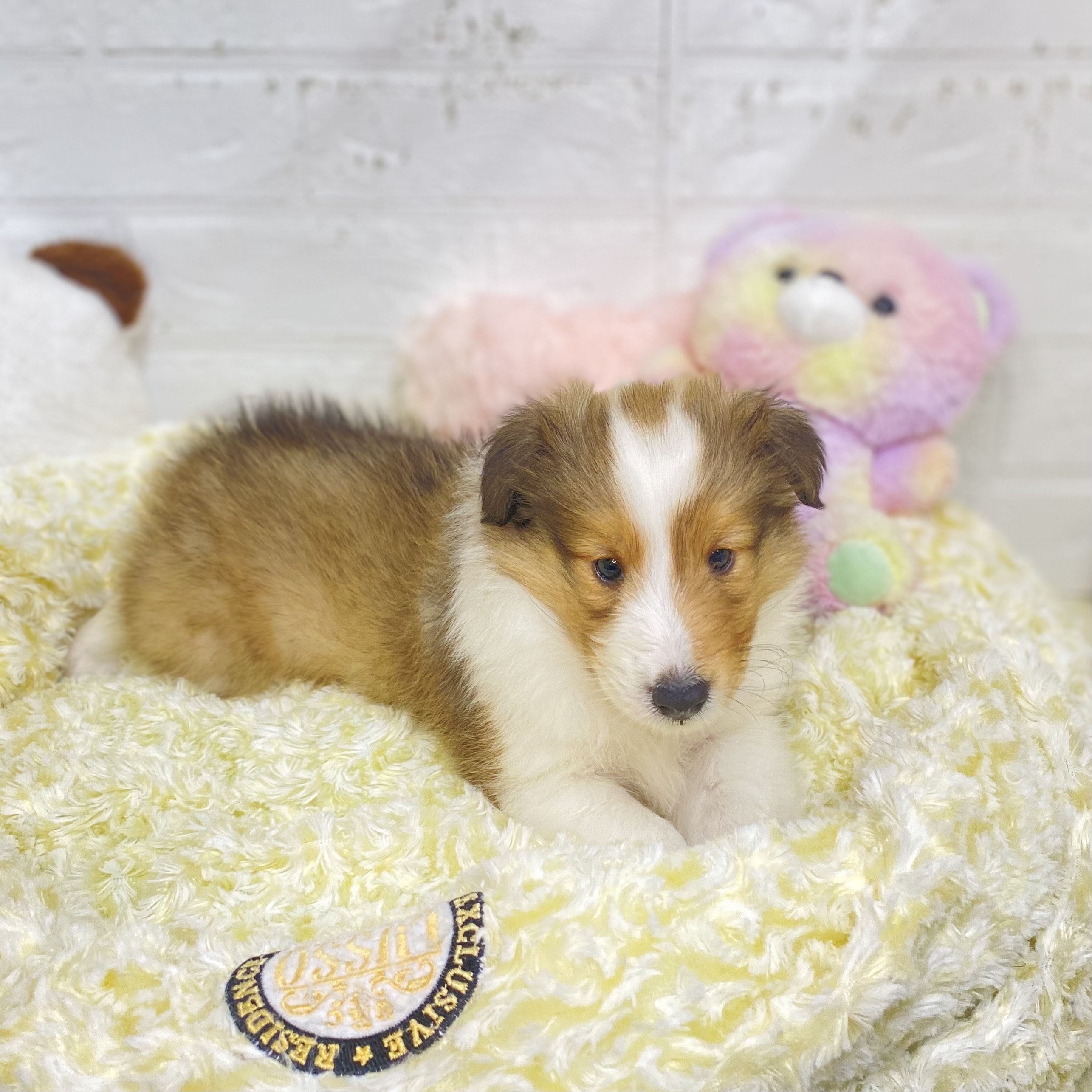 2025年8月25日生まれのシェットランドシープドッグの10枚目の写真