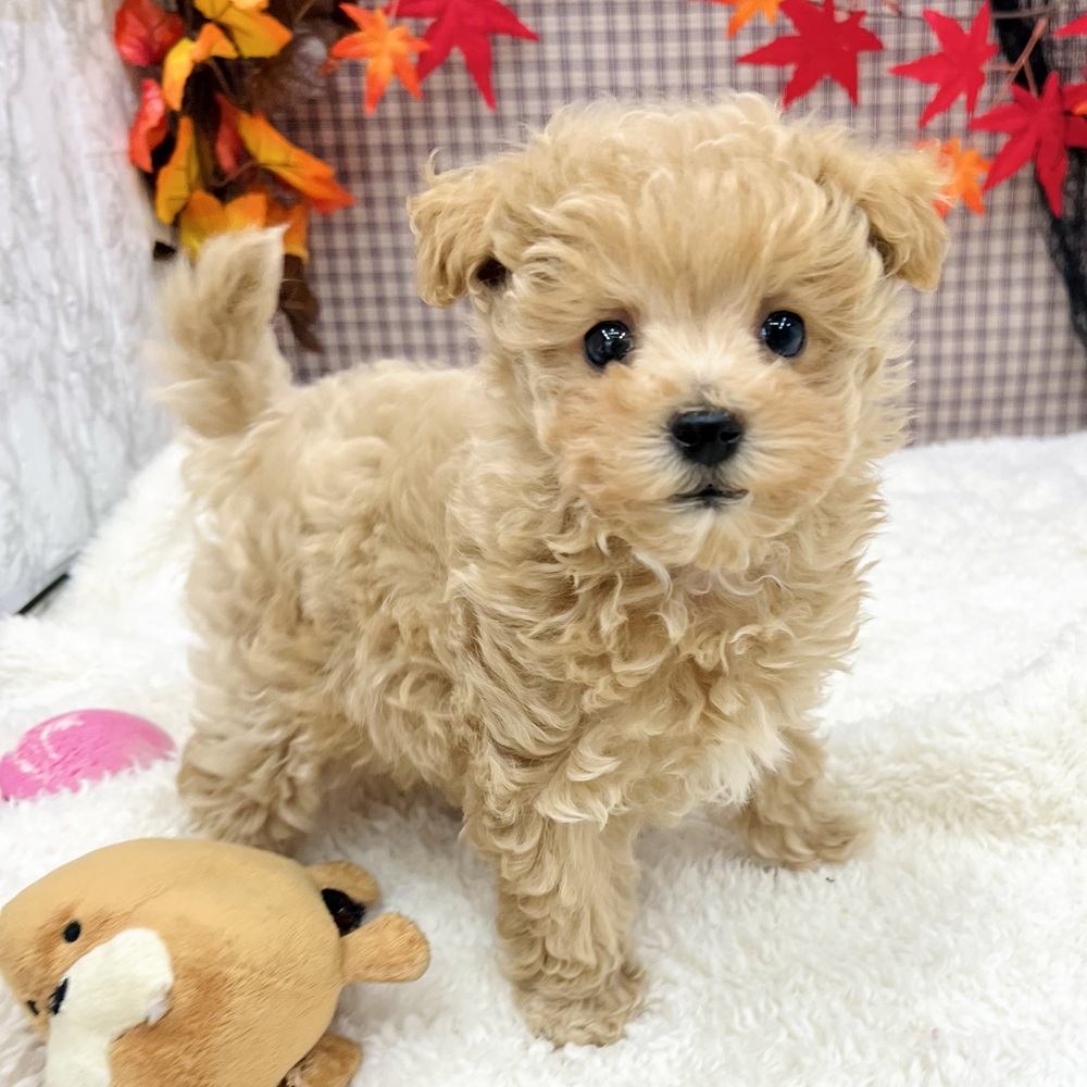 2025年8月22日生まれのマルプー(マルチーズ×プードル)の10枚目の写真