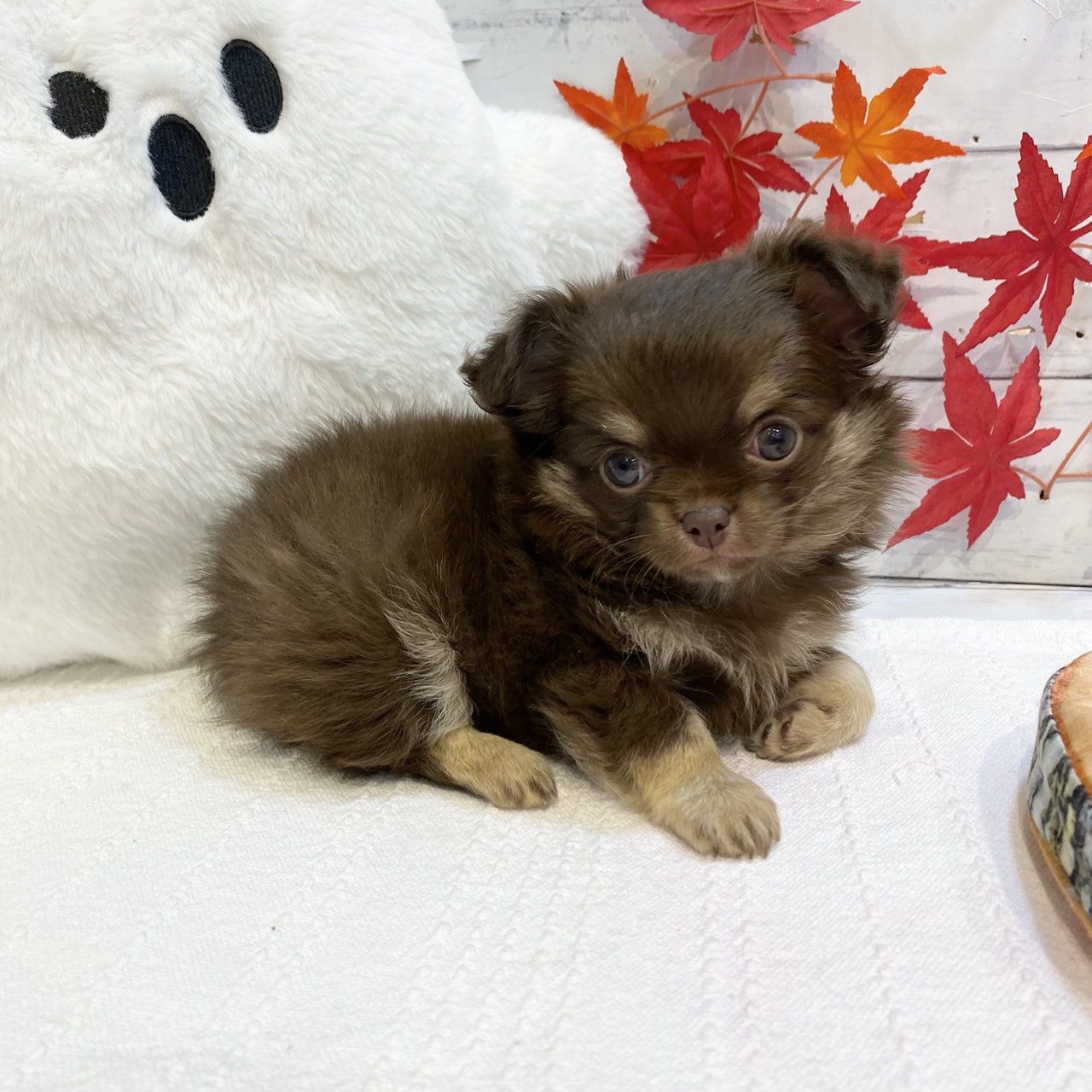 長野県のチワワ(ロング) (犬の家＆猫の里カインズ梓川店/2025年8月26日生まれ/男の子/チョコレートタン)の子犬の1枚目の画像