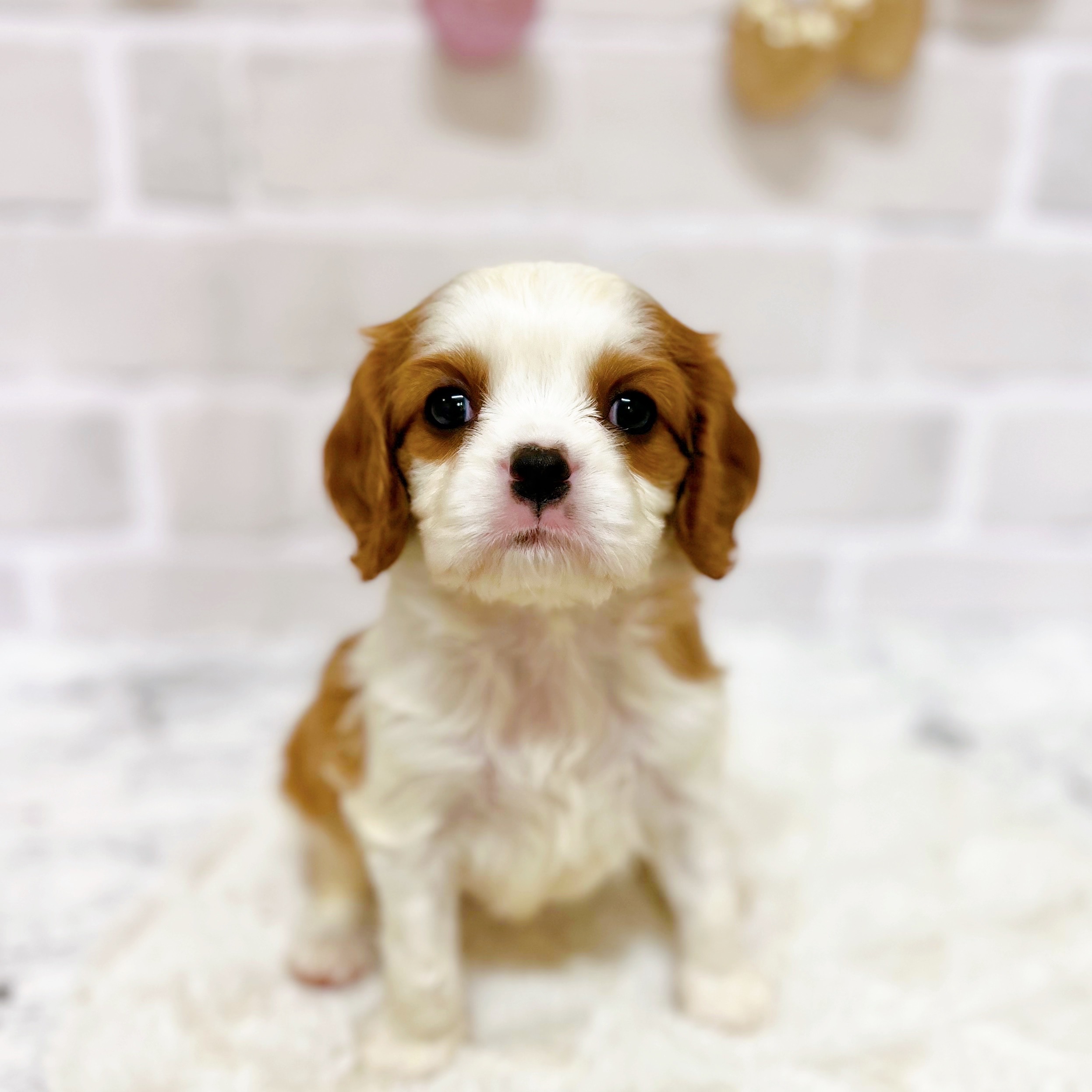 京都府のキャバリアキングチャールズスパニエル (犬の家＆猫の里京都精華店/2025年8月26日生まれ/男の子/ブレンハイム)の子犬の1枚目の画像