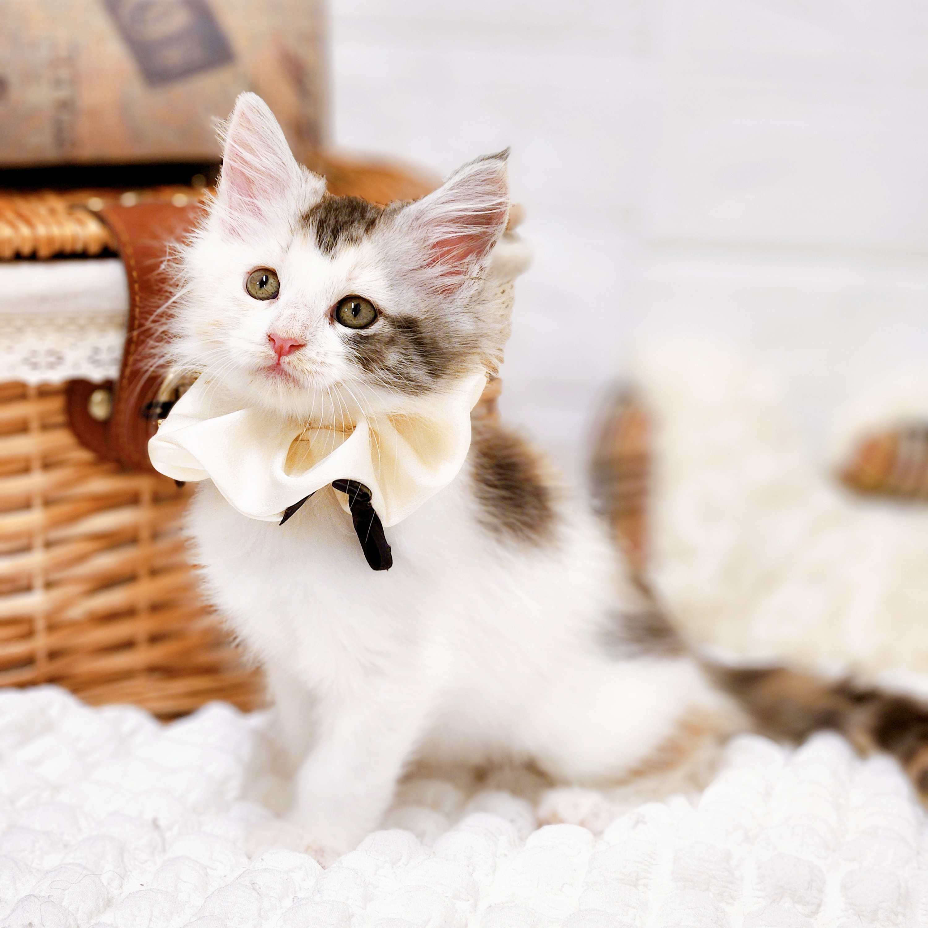 2025年8月28日生まれのメインクーンの10枚目の写真