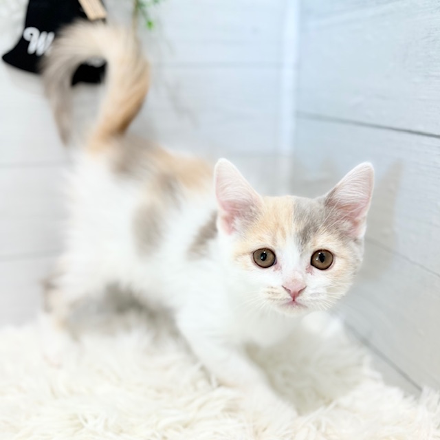 2025年8月29日生まれのスコティッシュストレートの10枚目の写真