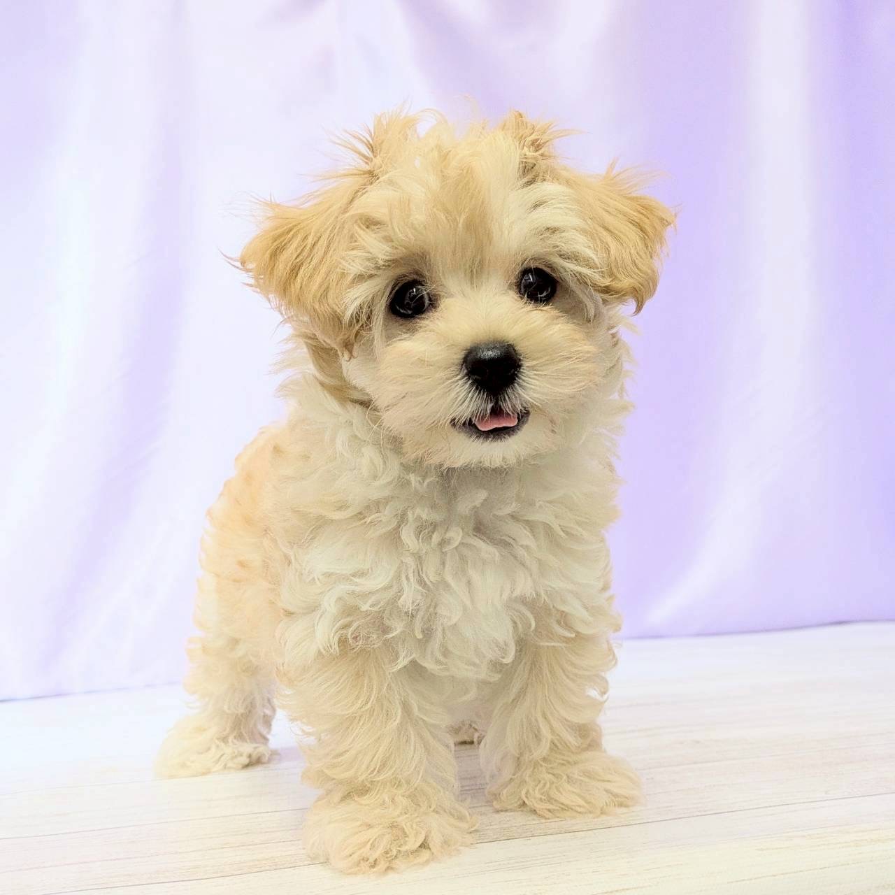 兵庫県のマルプー(マルチーズ×プードル) (犬の家＆猫の里尼崎店/2025年8月30日生まれ/男の子/アプリコット)の子犬の1枚目の画像
