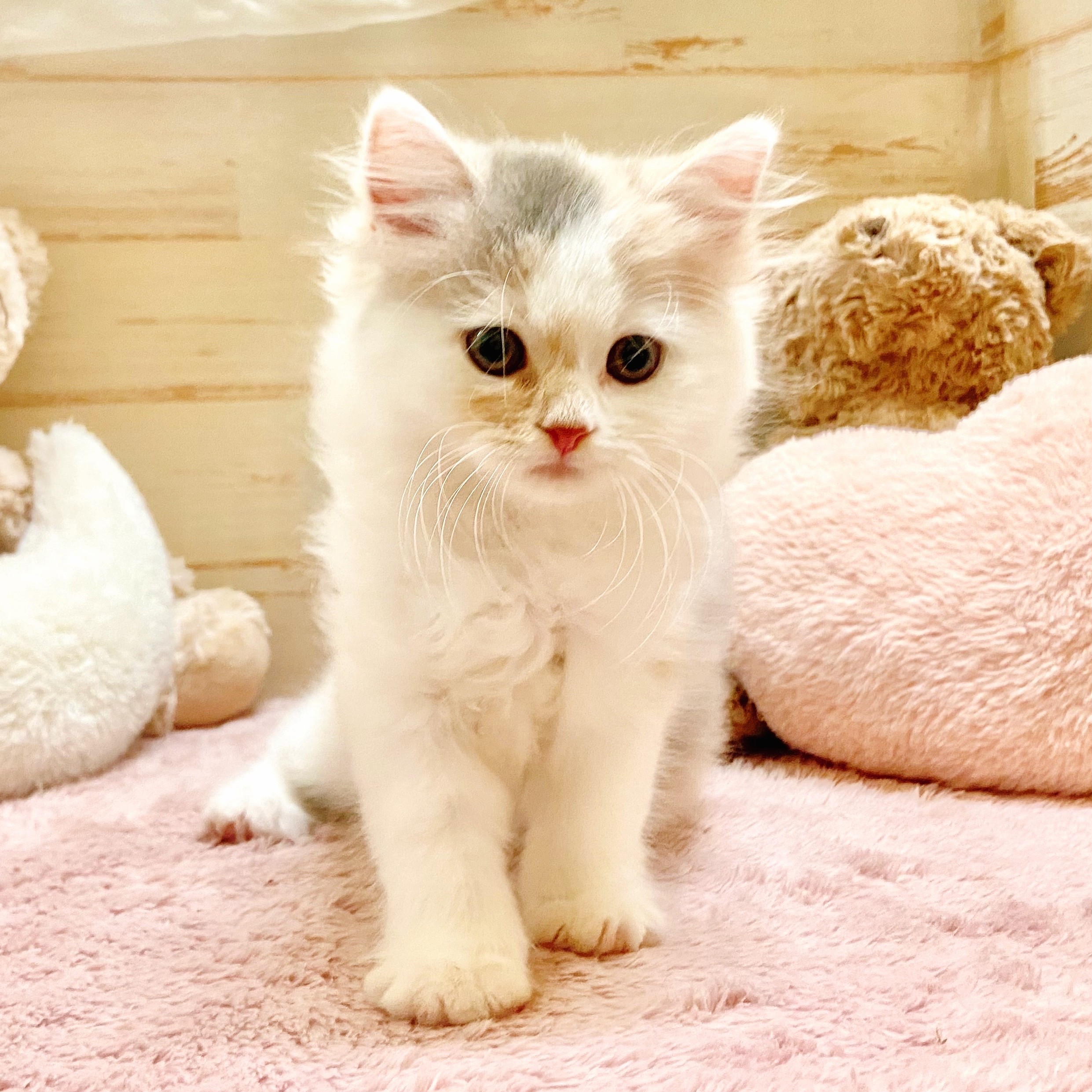 2025年8月31日生まれのスコティッシュストレートの10枚目の写真