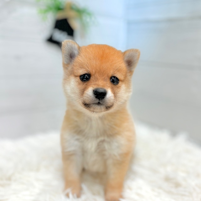 愛知県のポメ柴/豆ポメ/ポメ豆柴(ポメラニアン×柴犬) (犬の家&猫の里豊田店/2025年8月30日生まれ/男の子/オレンジ)の子犬の1枚目の画像