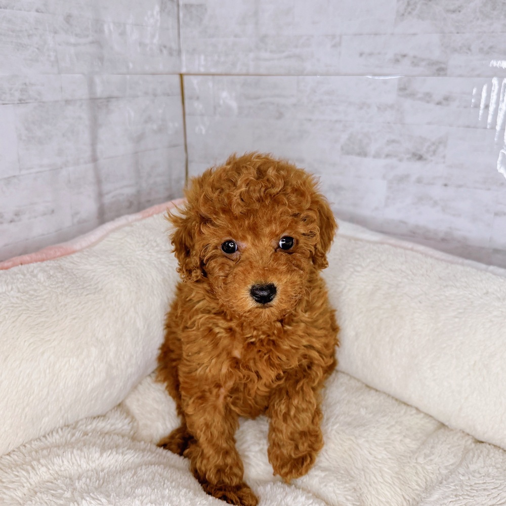 長野県のトイプードル(トイ) (犬の家＆猫の里塩尻店/2025年9月2日生まれ/男の子/レッド)の子犬