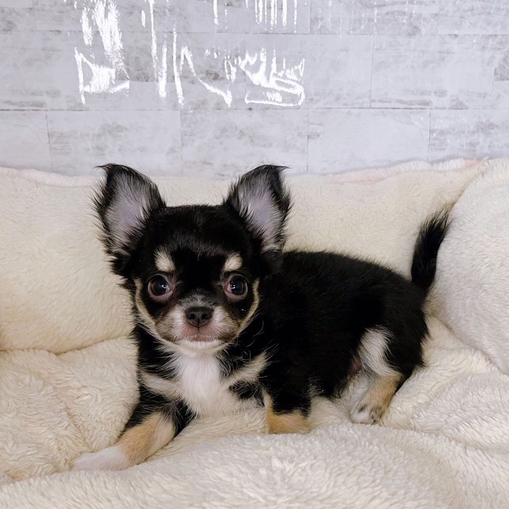 長野県のチワワ(ロング) (犬の家＆猫の里塩尻店/2025年8月27日生まれ/男の子/ブラックタンホワイト)の子犬
