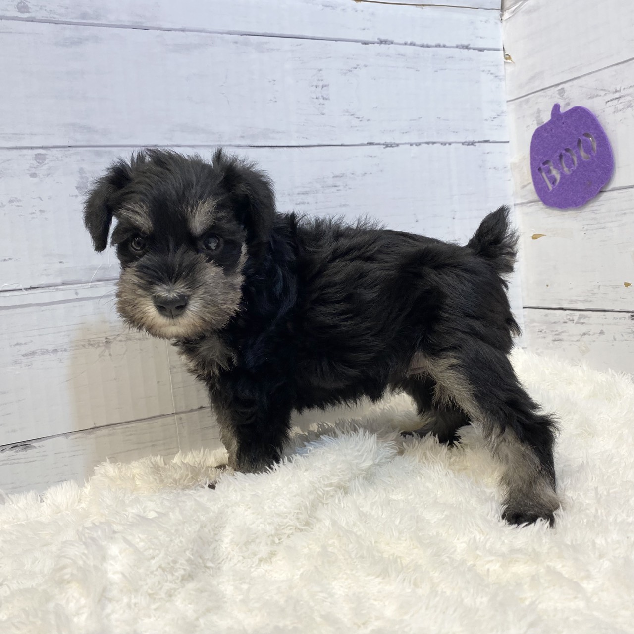 長野県のミニチュアシュナウザー (犬の家&猫の里カインズ梓川店/2025年9月1日生まれ/女の子/ブラックシルバー)の子犬