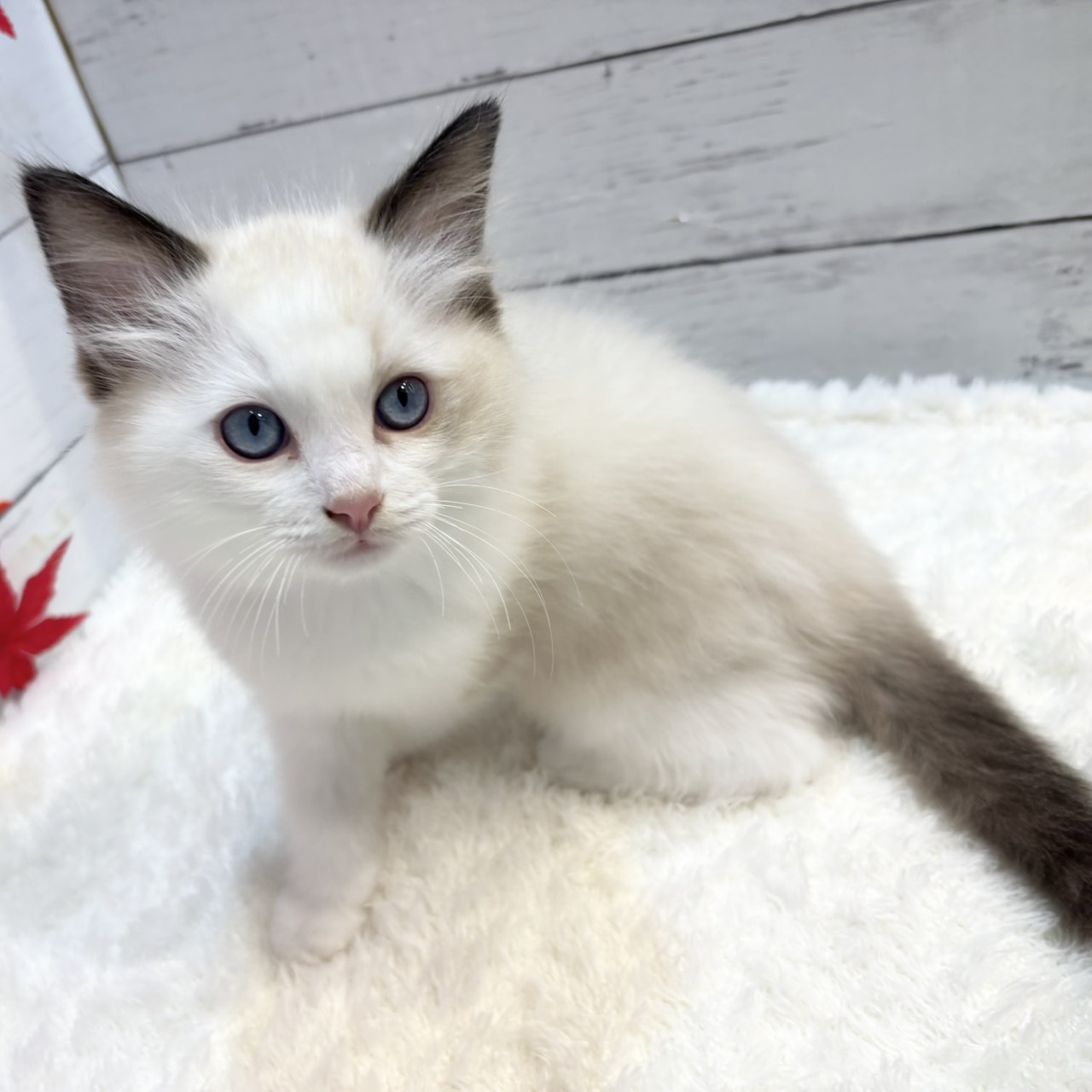 2025年9月1日生まれのラグドールの10枚目の写真