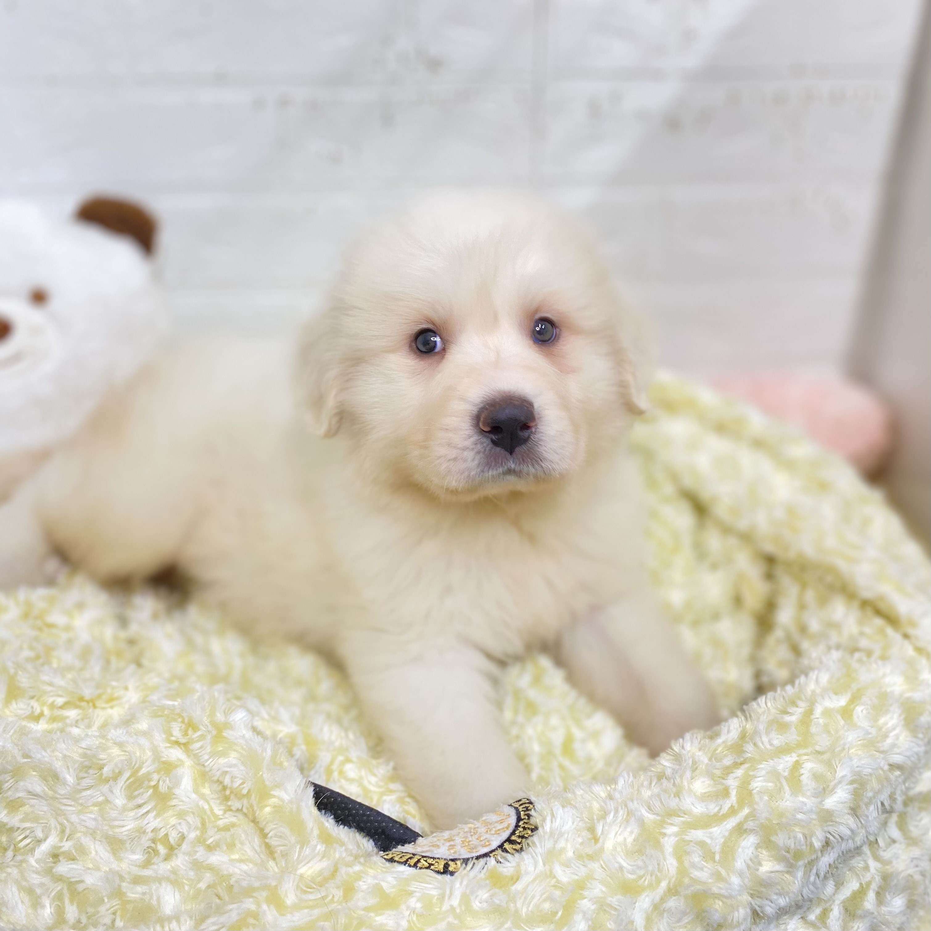 2025年9月2日生まれのグレートピレニーズの10枚目の写真
