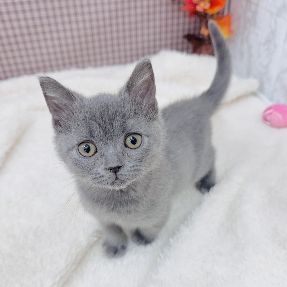 愛知県のブリティッシュショートヘアー (犬の家＆猫の里エアポートウォーク店/2025年9月6日生まれ/男の子/ブルー)の子猫の1枚目の画像