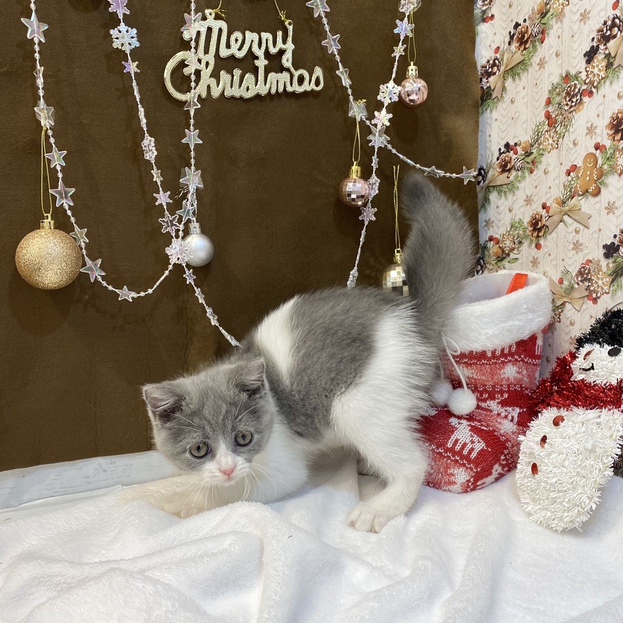 長野県のブリティッシュショートヘアー (犬の家＆猫の里カインズ梓川店/2025年8月29日生まれ/女の子/ブルーホワイト)の子猫の1枚目の画像