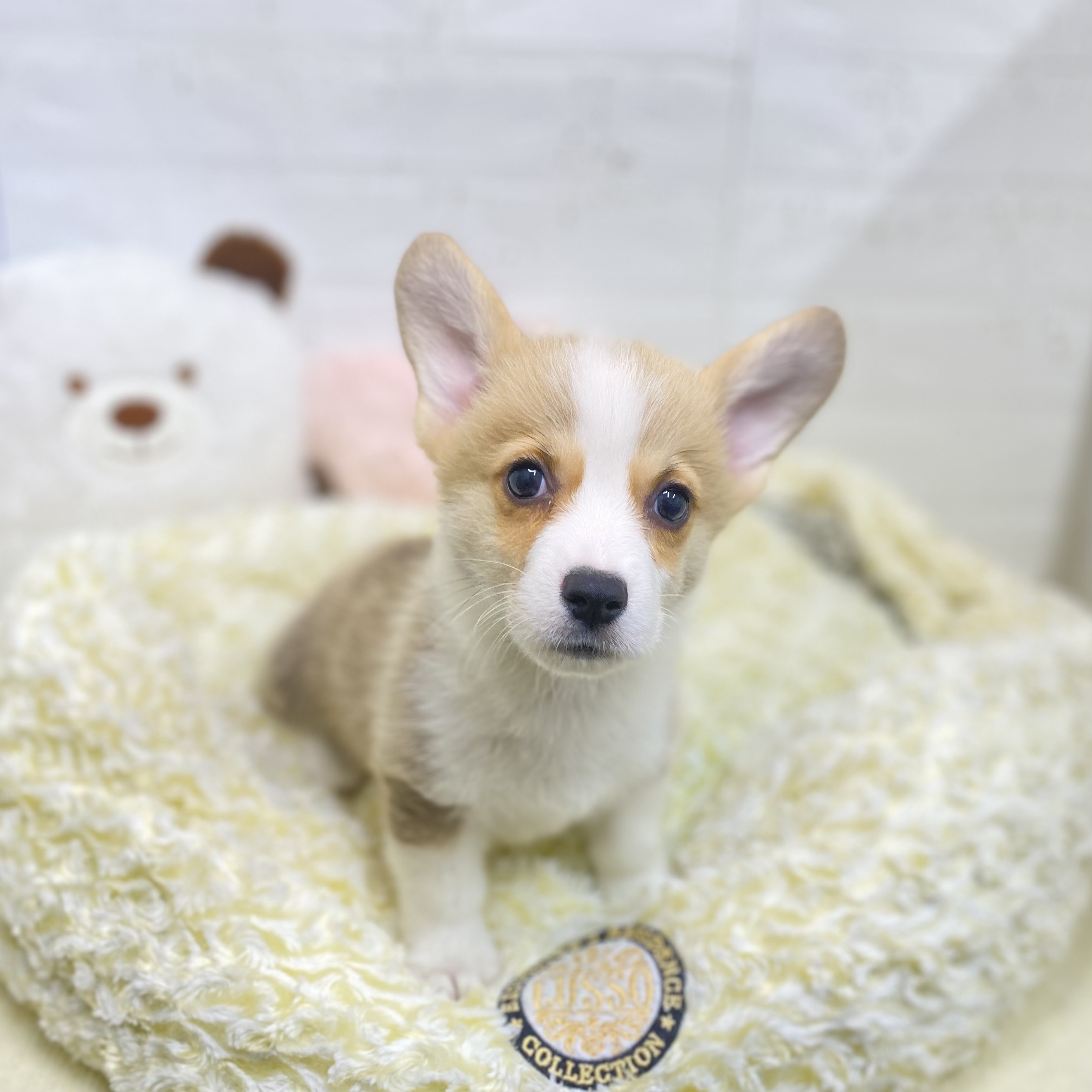 長野県のウェルシュコーギーペンブローク (犬の家＆猫の里長野店/2025年9月5日生まれ/男の子/レッドホワイト)の子犬の1枚目の画像