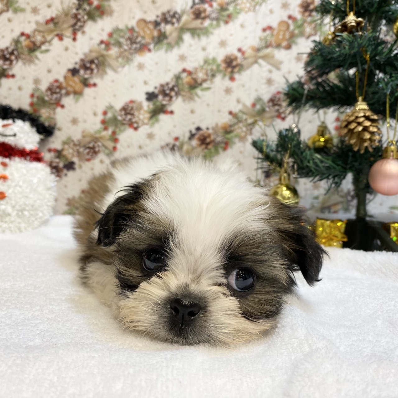 長野県のシーズー (犬の家＆猫の里カインズ梓川店/2025年9月7日生まれ/男の子/ゴールドホワイト)の子犬の1枚目の画像