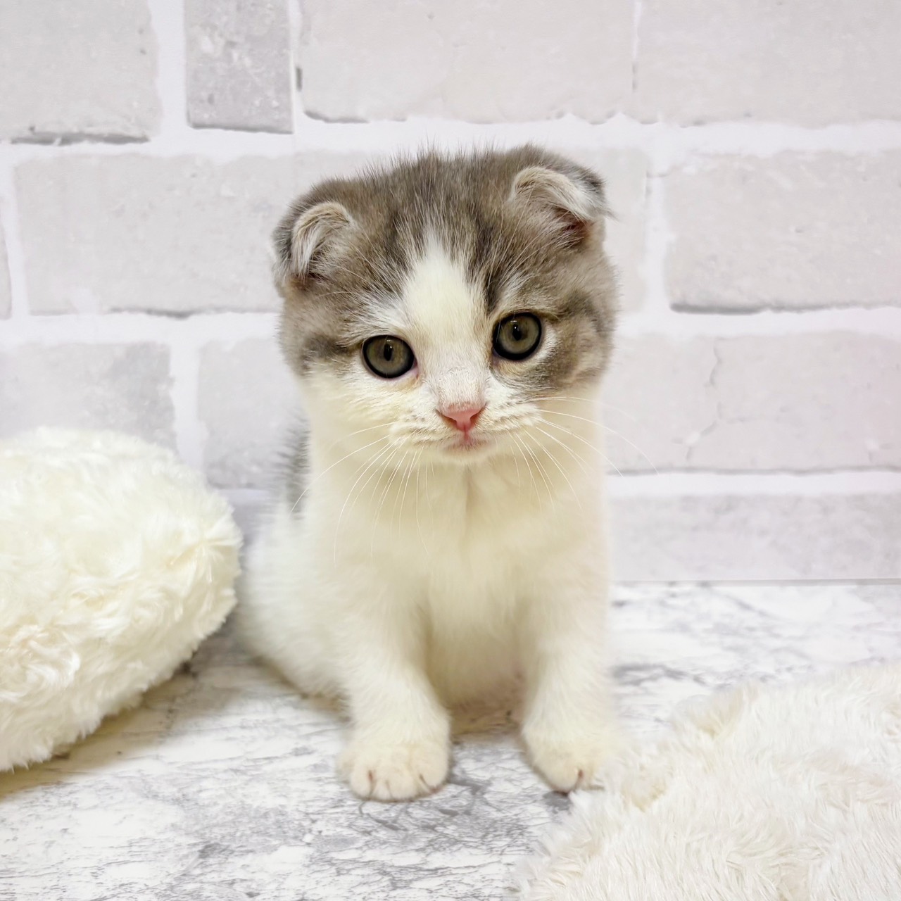京都府のスコティッシュフォールド (犬の家＆猫の里京都精華店/2025年9月10日生まれ/男の子/ブルータビーホワイト)の子猫の1枚目の画像