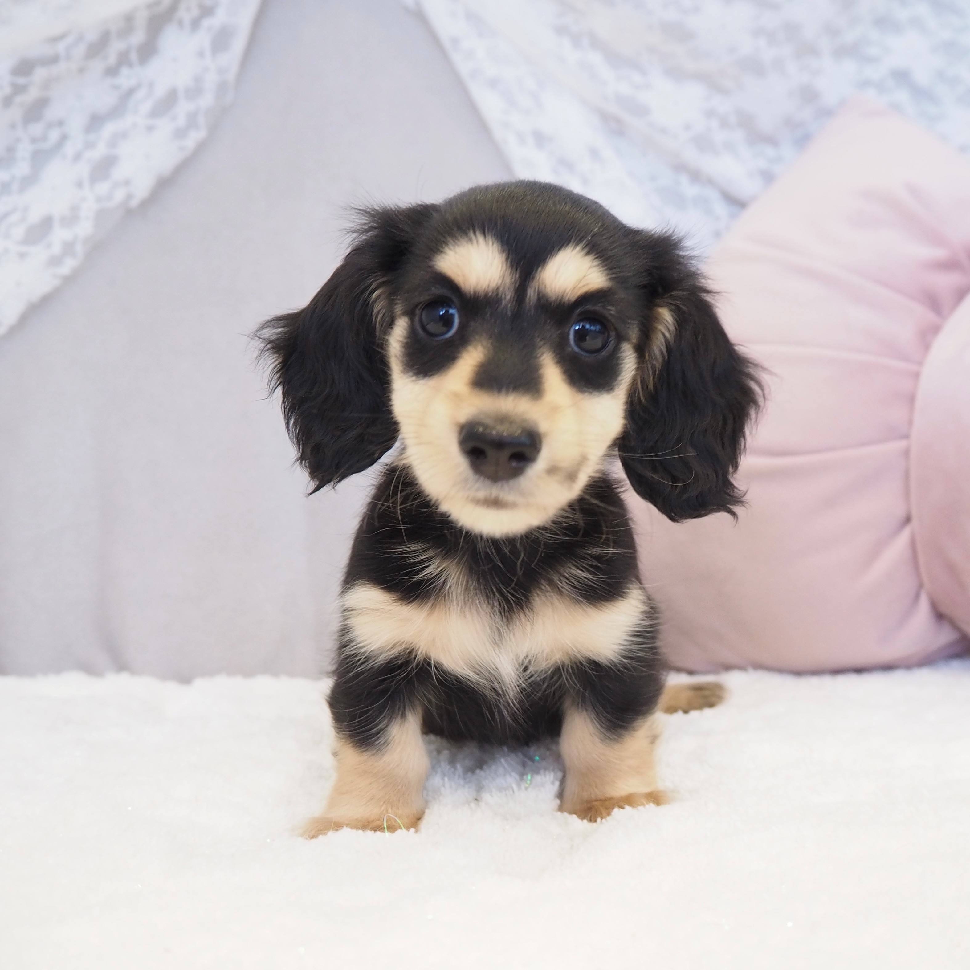 大阪府のカニンヘンダックスフンド(ロング) (犬の家＆猫の里もりのみやキューズモールBASE店/2025年9月12日生まれ/女の子/ブラックイエロー)の子犬の1枚目の画像