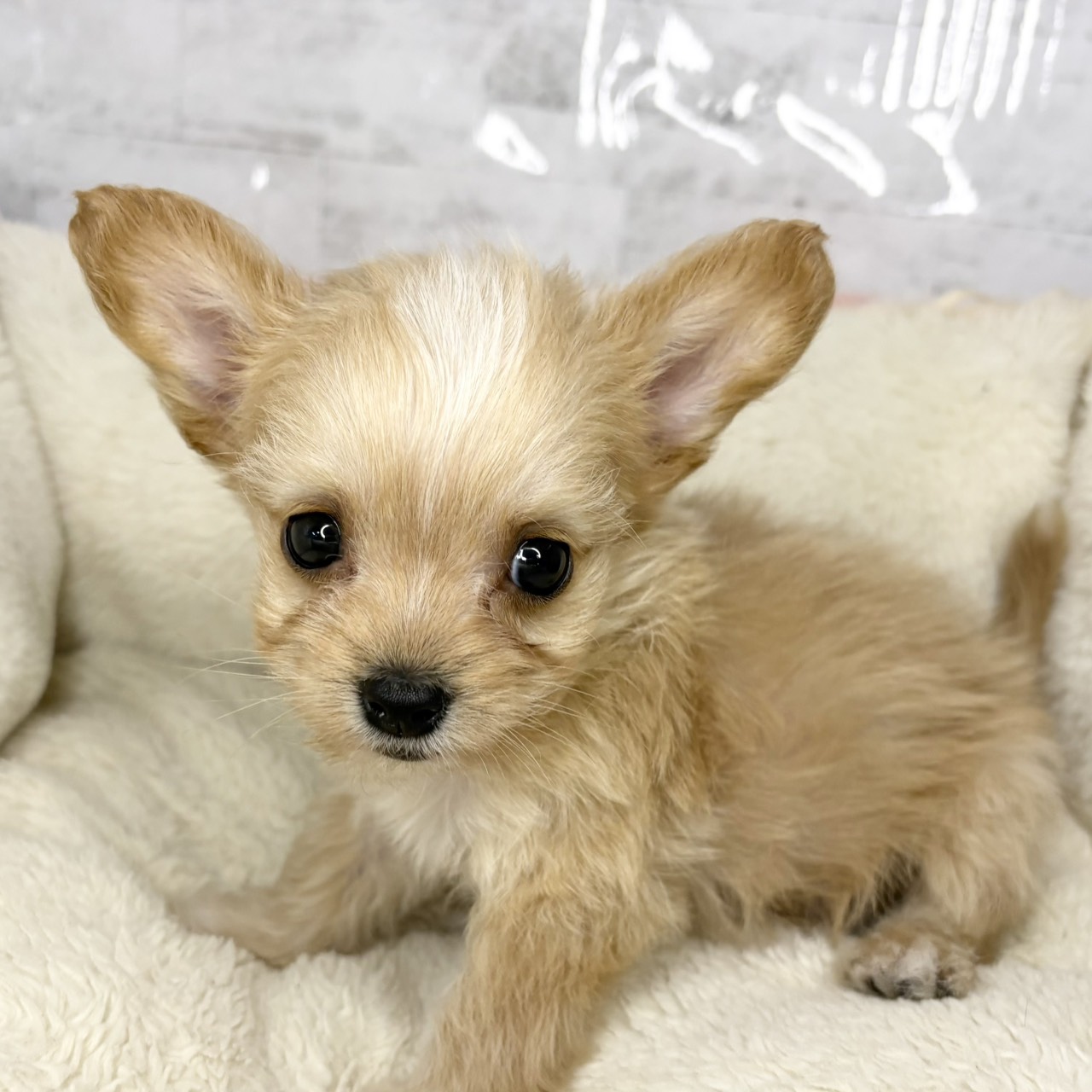 長野県のチワプー/プーチー(チワワ×プードル) (犬の家＆猫の里塩尻店/2025年9月14日生まれ/男の子/アプリコット)の子犬の1枚目の画像