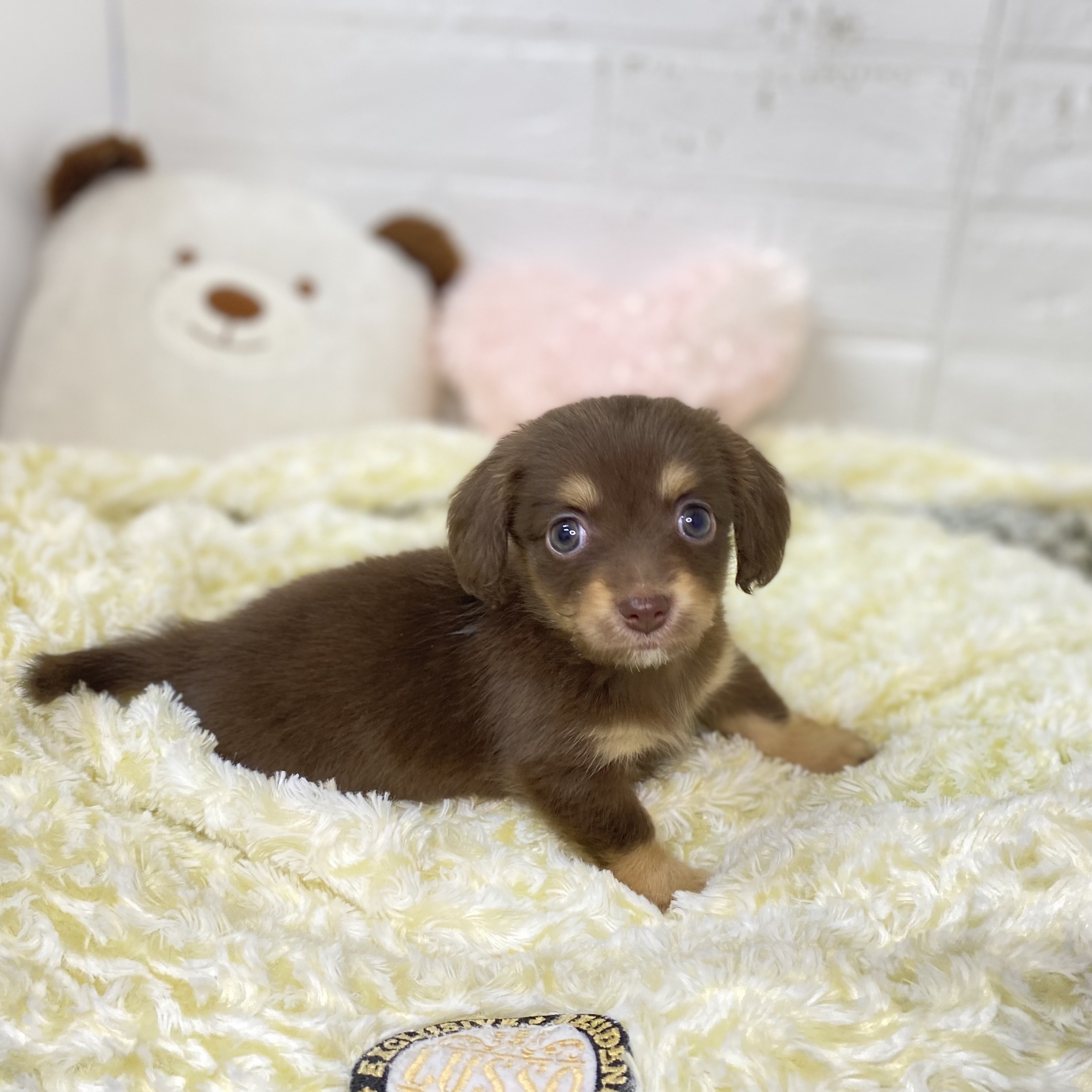 長野県のチワックス(チワワ×ダックス) (犬の家＆猫の里長野店/2025年9月14日生まれ/女の子/チョコレートタン)の子犬の1枚目の画像