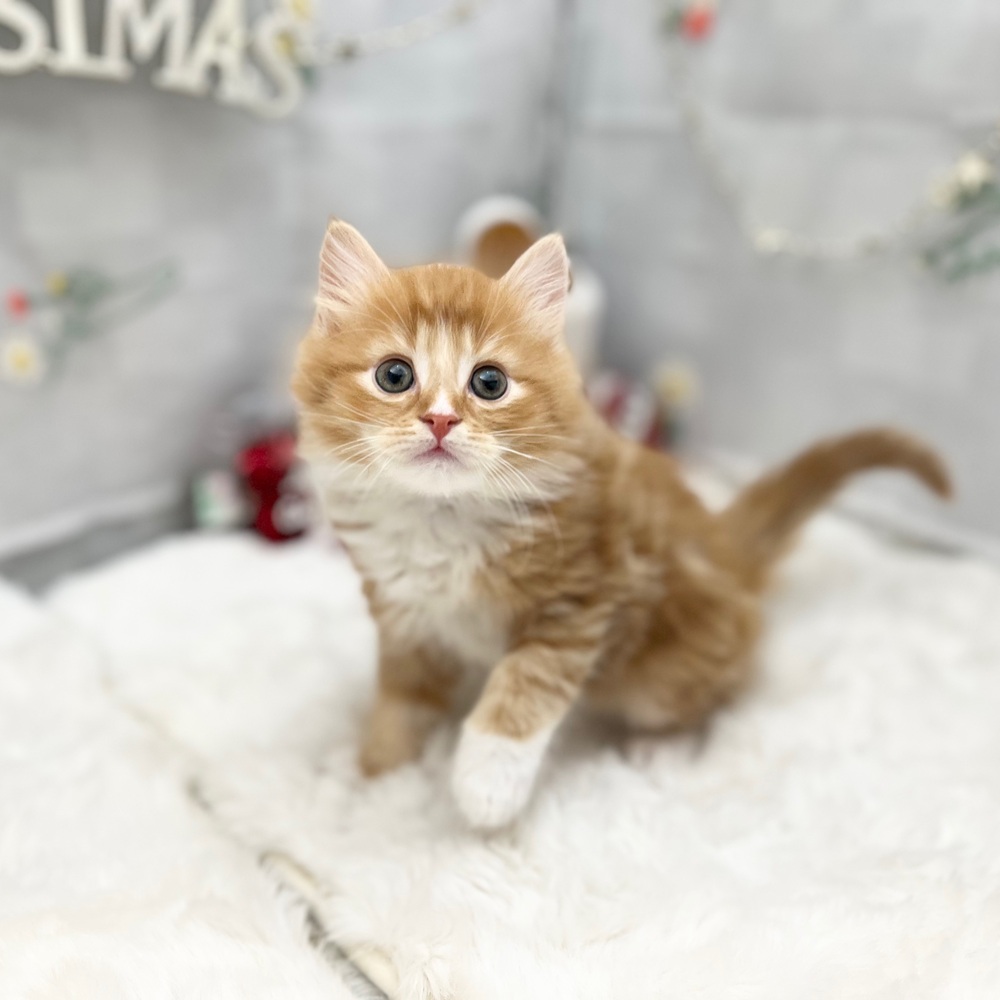 静岡県のノルウェージャンフォレストキャット (犬の家＆猫の里MEGAドン・キホーテ袋井店/2025年9月16日生まれ/男の子/レッドタビーホワイト)の子猫