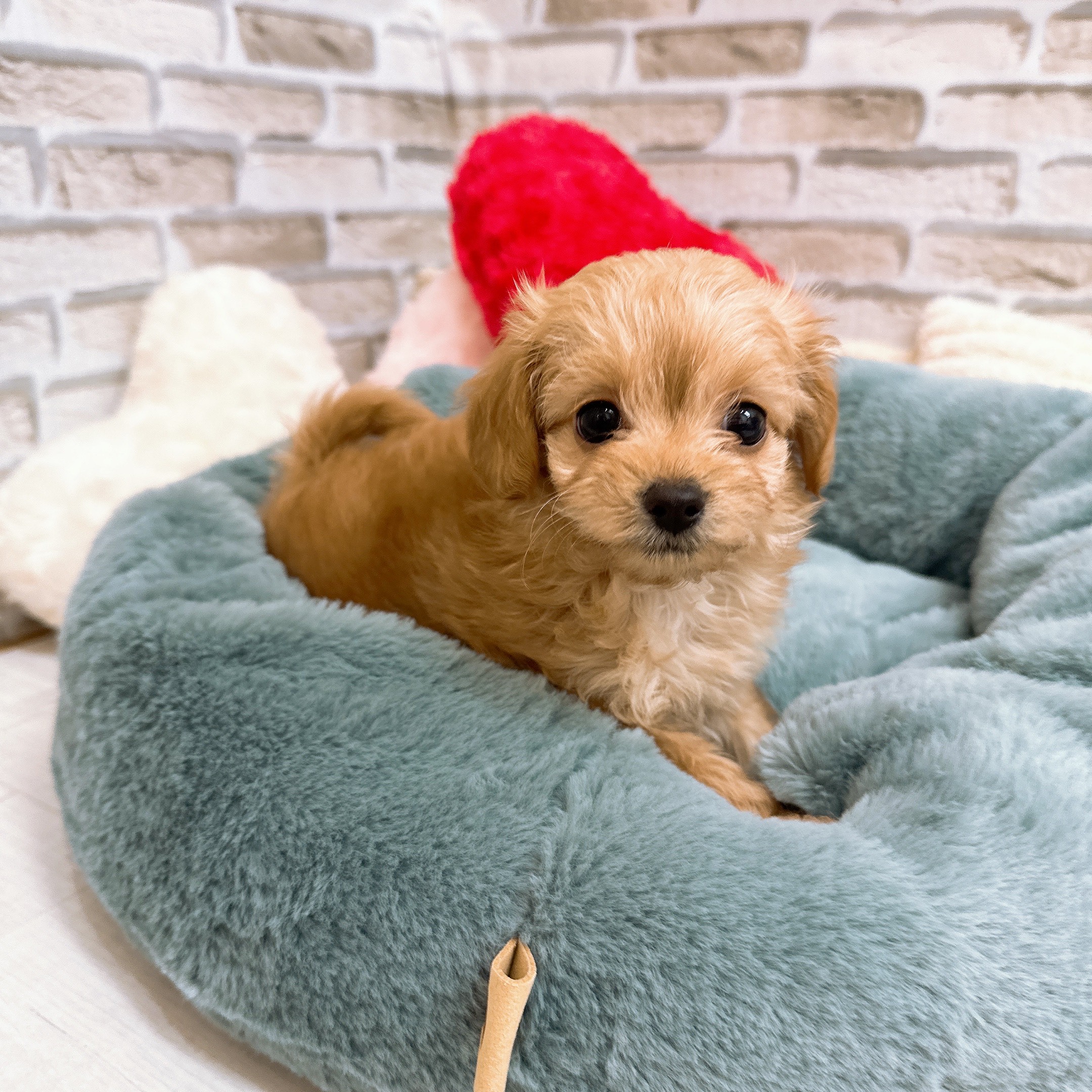 神奈川県のチワプー/プーチー(チワワ×プードル) (犬の家＆猫の里モザイクモール港北店/2025年9月14日生まれ/女の子/レッド)の子犬