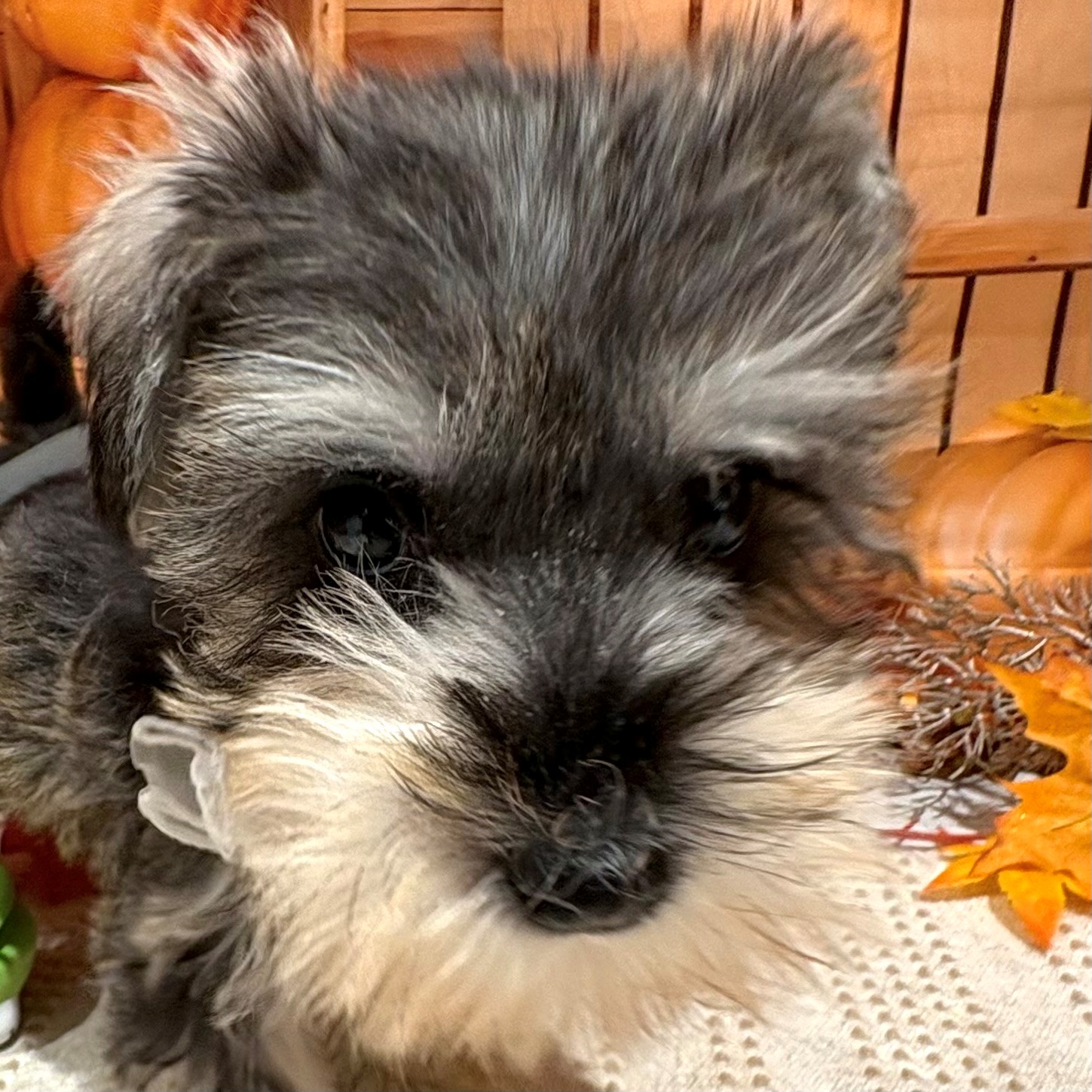 ミニチュアシュナウザー男の子の写真