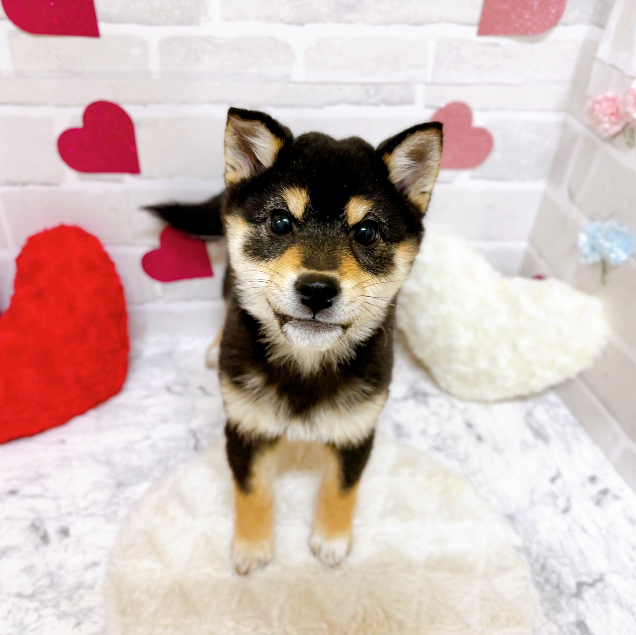 京都府の柴犬(標準サイズ) (犬の家＆猫の里京都精華店/2025年9月17日生まれ/女の子/黒)の子犬の1枚目の画像