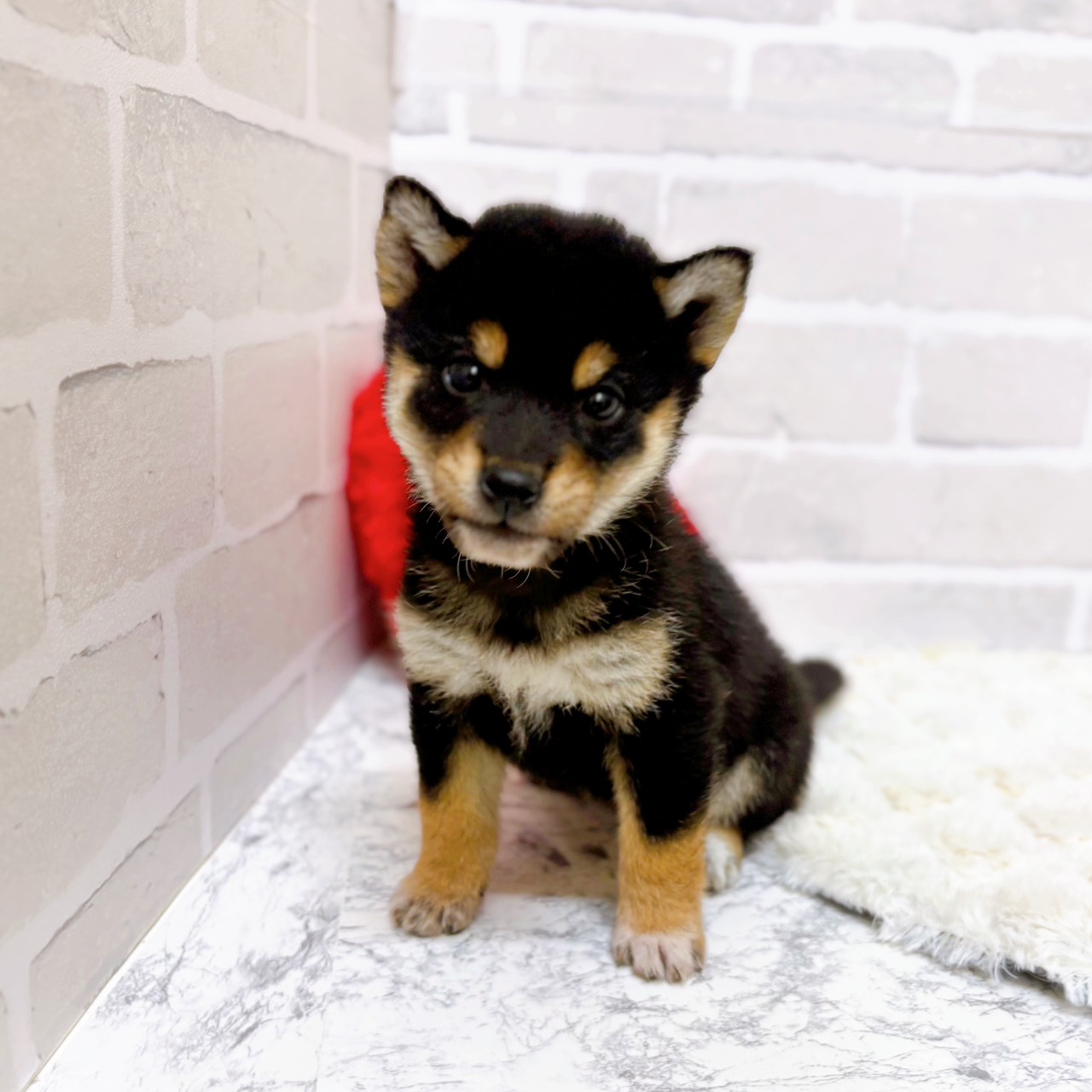 京都府の柴犬(標準サイズ) (犬の家＆猫の里京都精華店/2025年9月17日生まれ/女の子/黒)の子犬