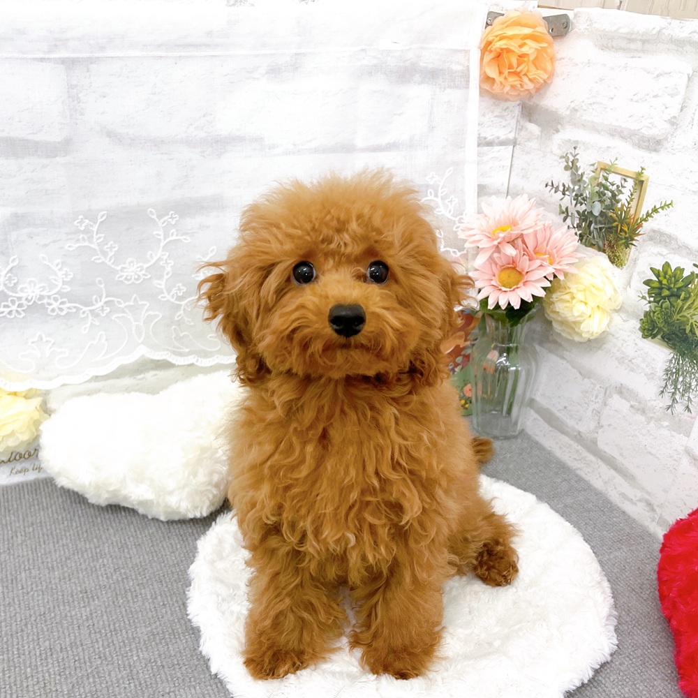 京都府のトイプードル(トイ) (犬の家＆猫の里京都樟葉店/2025年9月19日生まれ/女の子/レッド)の子犬の1枚目の画像