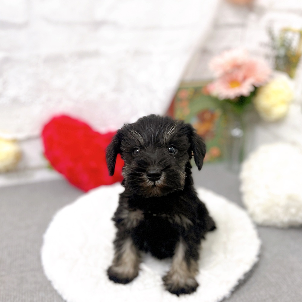 京都府のミニチュアシュナウザー (犬の家＆猫の里京都樟葉店/2025年9月20日生まれ/女の子/ブラックシルバー)の子犬の1枚目の画像