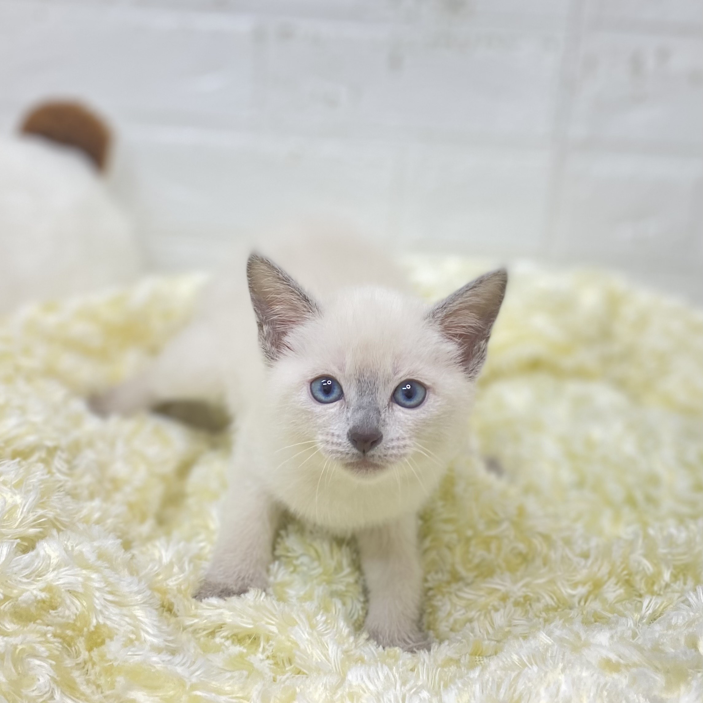 長野県のロシアンブルー (犬の家＆猫の里長野店/2025年9月22日生まれ/女の子/ブルーポイント)の子猫の1枚目の画像