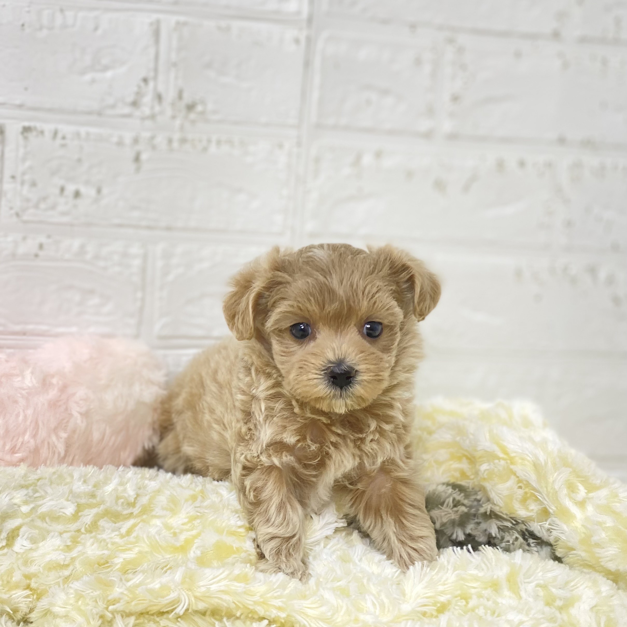 長野県のマルプー(マルチーズ×プードル) (犬の家＆猫の里長野店/2025年9月22日生まれ/女の子/アプリコット)の子犬の1枚目の画像